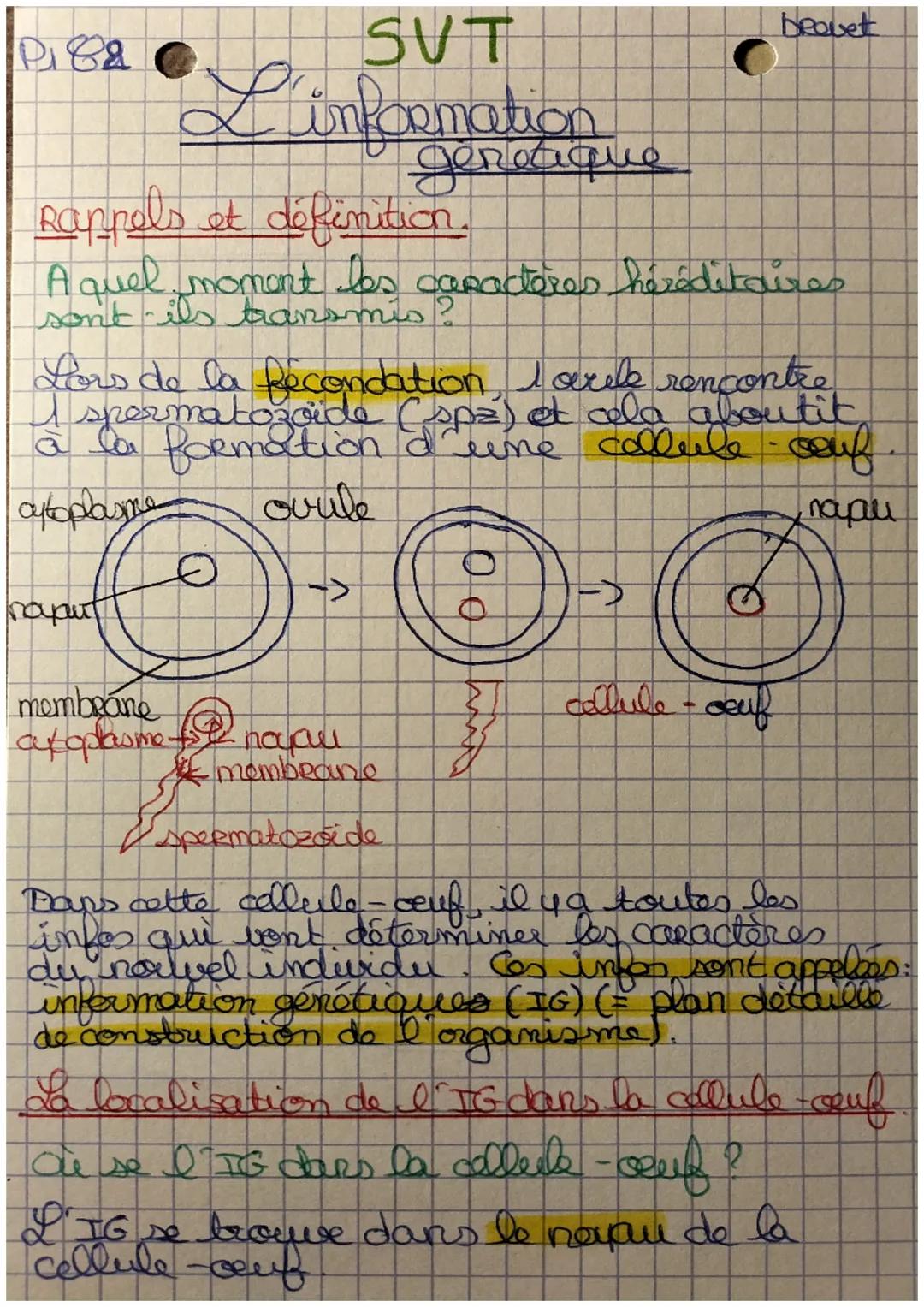 P182
C
SUT
L'information
Rappels et définition.
A quel moment les caracteres héréditaires
ˆ
cytoplasme
naput
I spermatozoon d'une cellule co