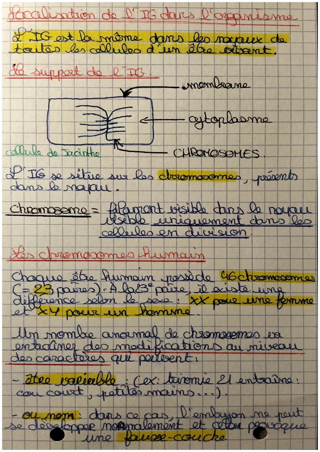 P182
C
SUT
L'information
Rappels et définition.
A quel moment les caracteres héréditaires
ˆ
cytoplasme
naput
I spermatozoon d'une cellule co