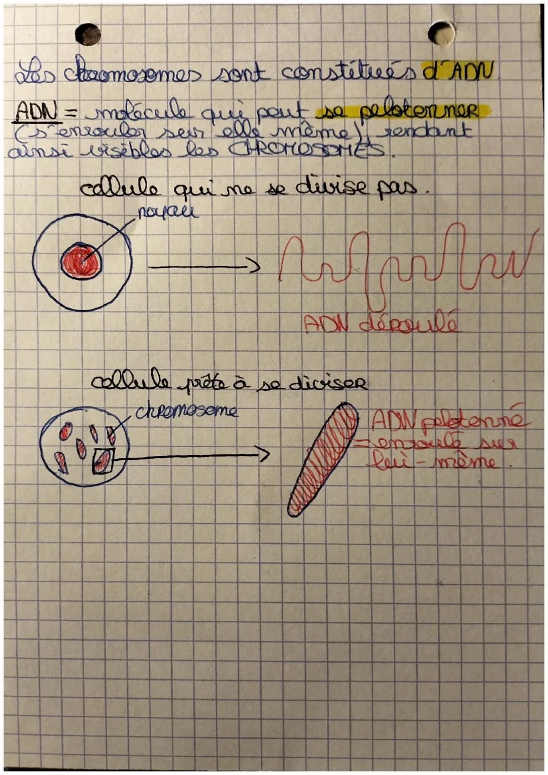 P182
C
SUT
L'information
Rappels et définition.
A quel moment les caracteres héréditaires
ˆ
cytoplasme
naput
I spermatozoon d'une cellule co