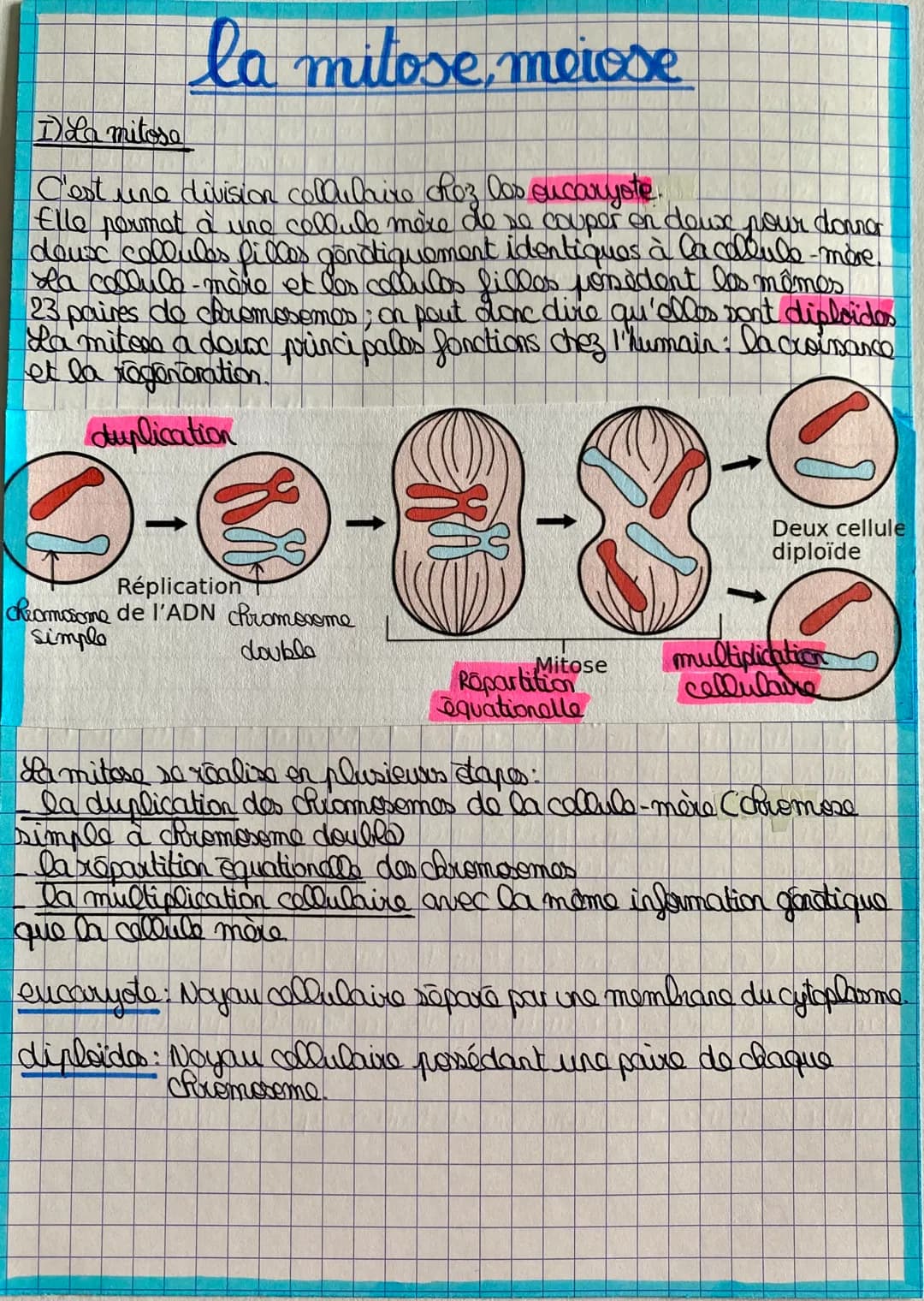 # la mitose, meiose
## I) La mitose
C'est une division collulaire chez los eucaryote.
Elle pormat à une collule mère de se couper en deux