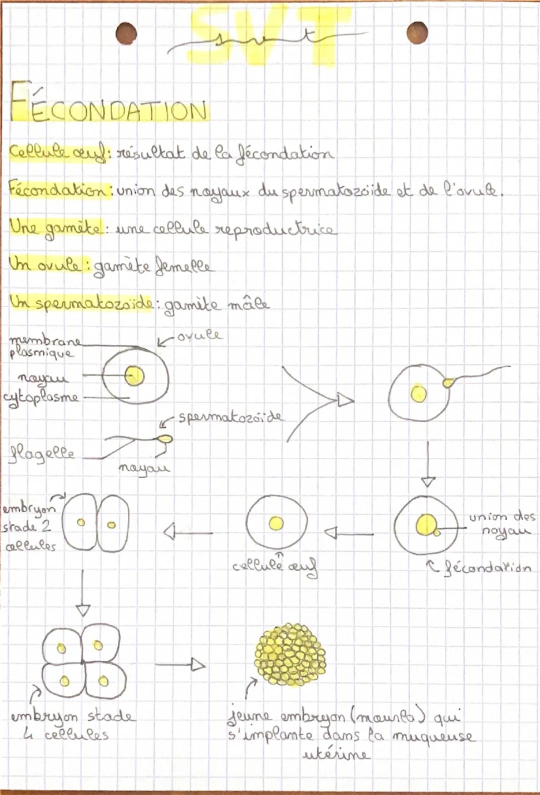 --- OCR Start ---
t
FÉCONDATION
Cellule cayl: résultat de la fécondation
Fécondation: union des nayaux du spermatozoide et de l'ovule.
Une g
