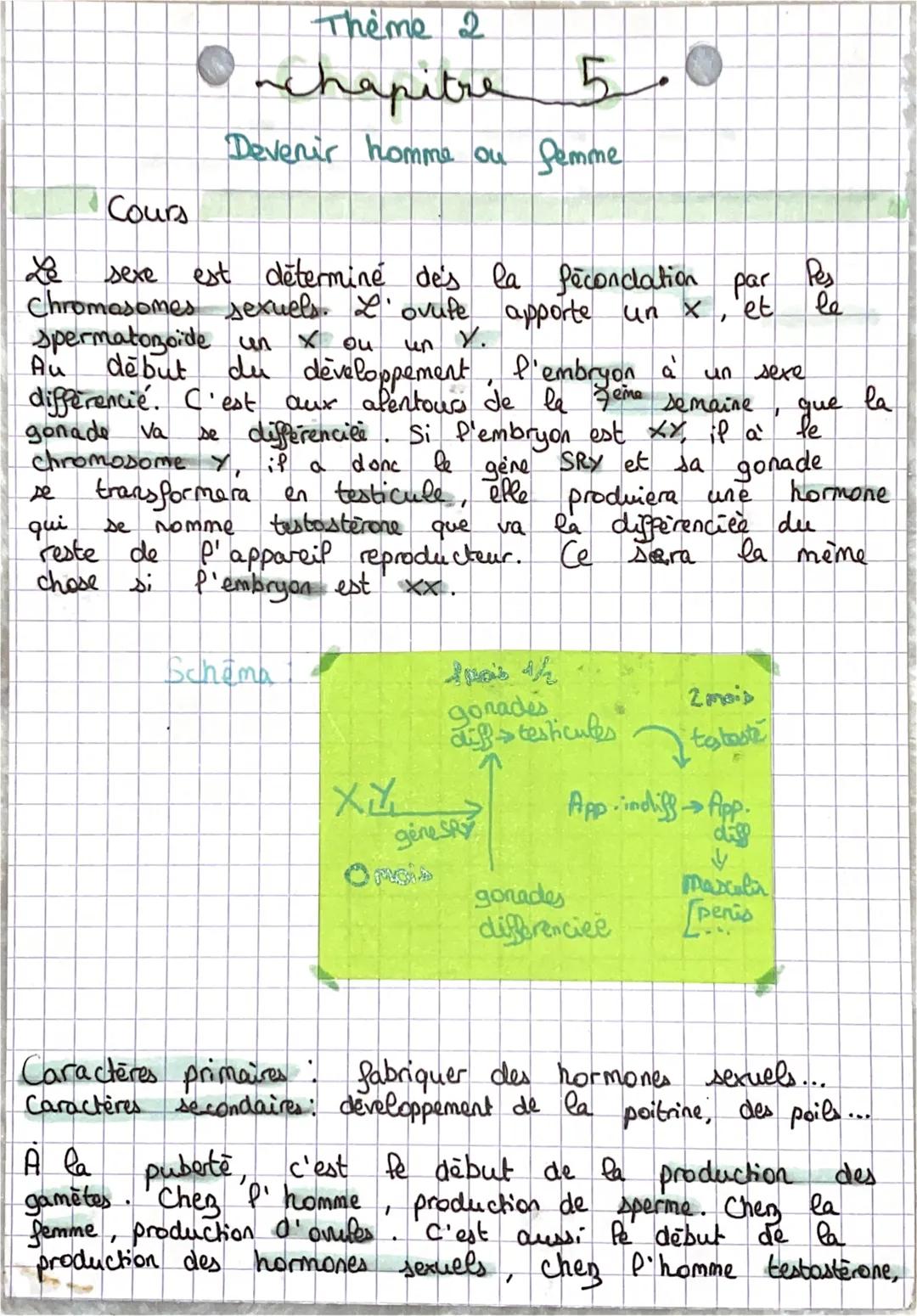 Theme 2
chapitre 5
Devenir homme ou Semme
Cours
Le sexe est déterminé des la fécondation par Pes
Chromasomes sexuels. 2. ovufe apporte un x,