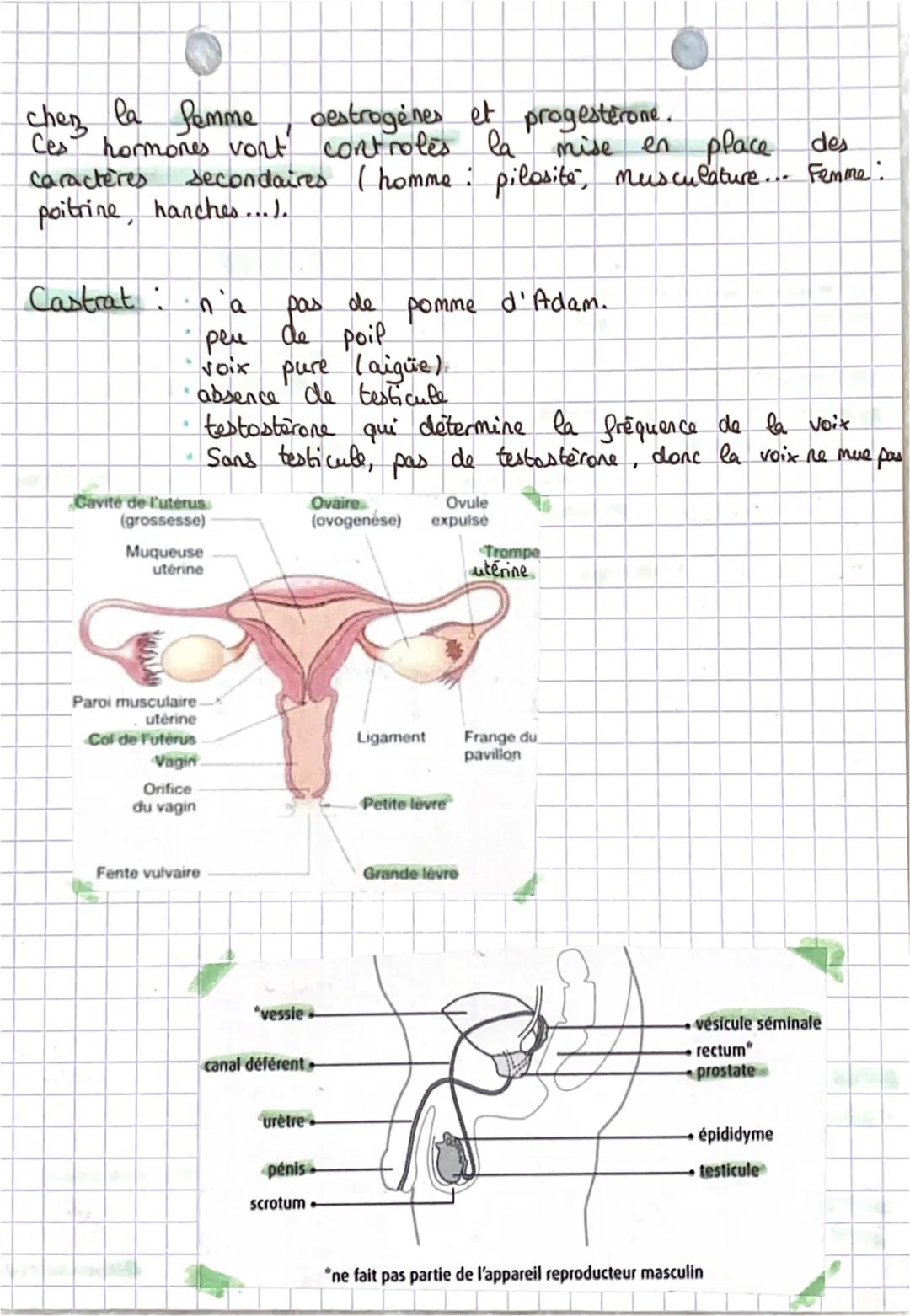 Theme 2
chapitre 5
Devenir homme ou Semme
Cours
Le sexe est déterminé des la fécondation par Pes
Chromasomes sexuels. 2. ovufe apporte un x,