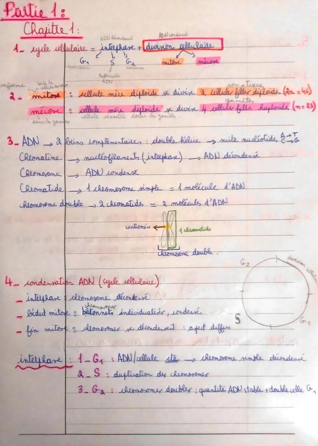 Partie 1:
# Chapitre 1:
ADN dhondeve
ADN condense
1- cycle velfulaire = interphase & division sellulaire
$G_1$
$S$
$G_2$
Sephantia
ADN