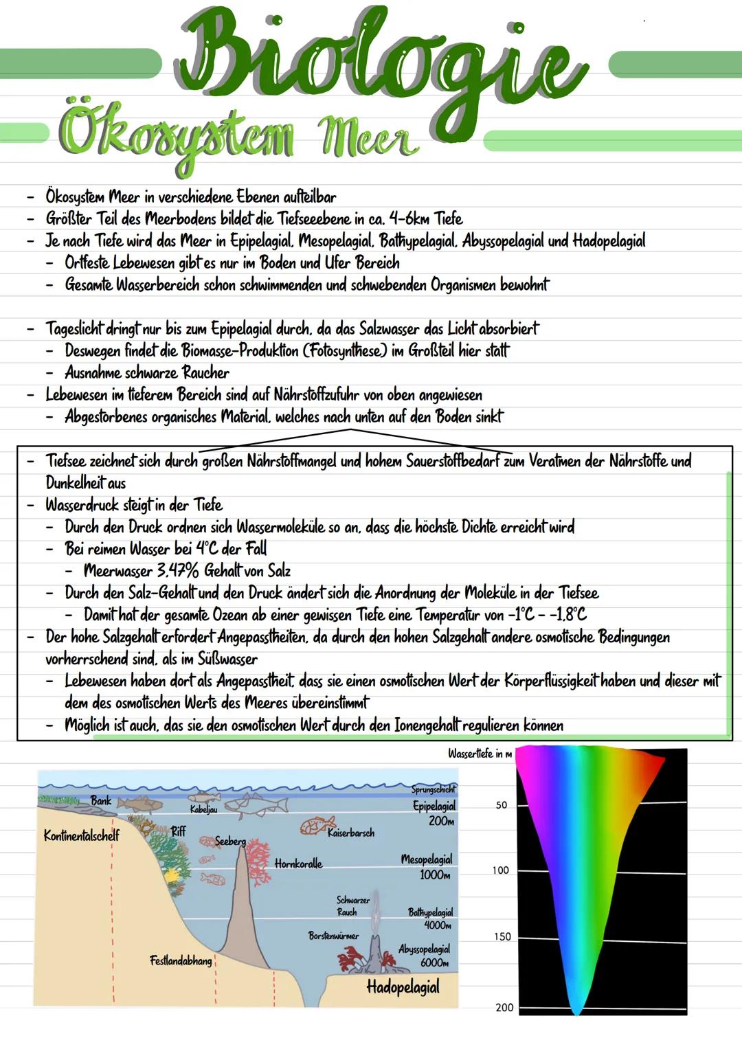 # Biologie
# Ökosystem Meer
- Ökosystem Meer in verschiedene Ebenen aufteilbar
- Größter Teil des Meerbodens bildet die Tiefseeebene in ca