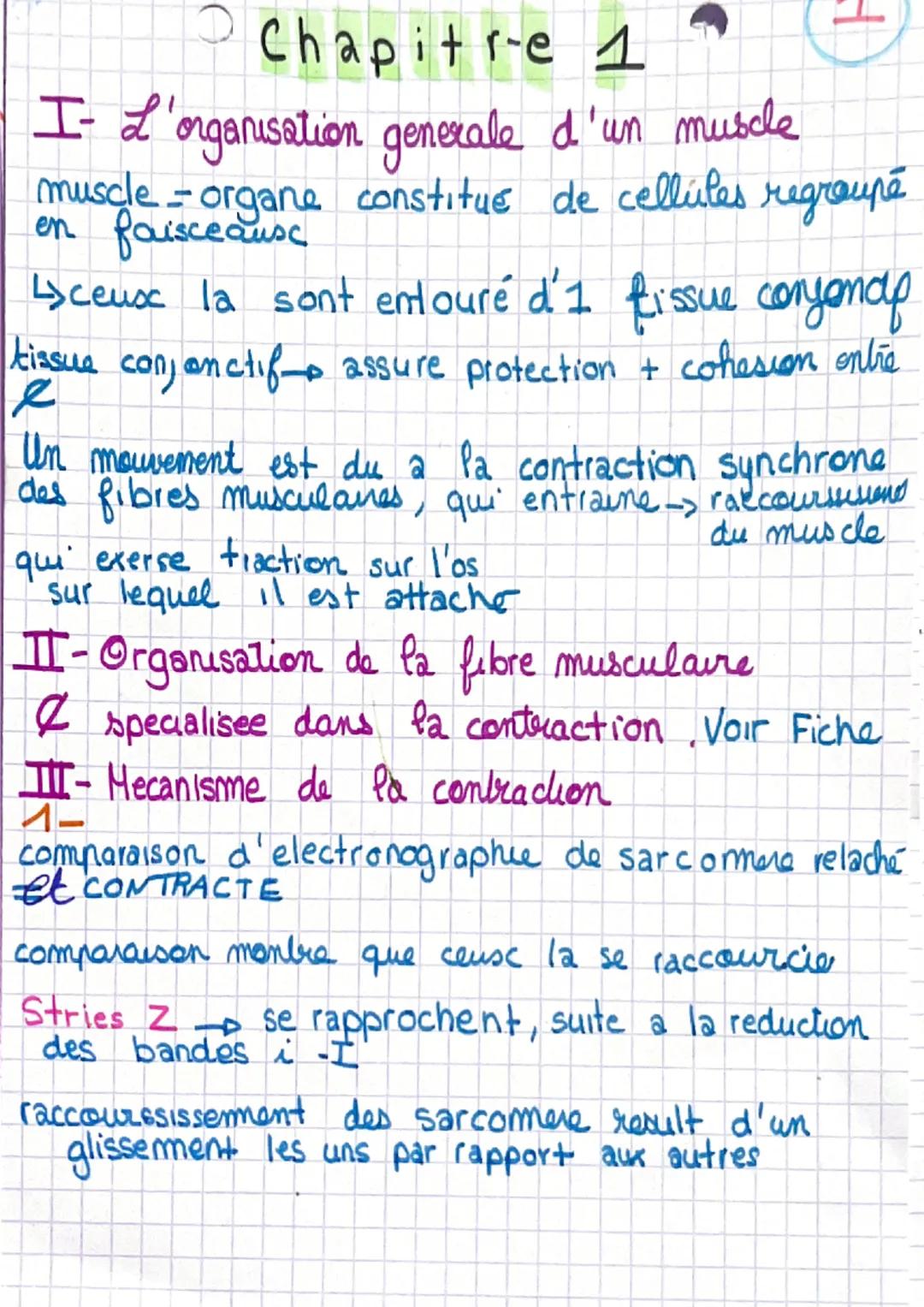 # Chapitre 1
I- L'organisation generale d'un muscle
muscle-organe constitué de cellules regroupé
en faisceausc
Sceuse la sont entouré d'1