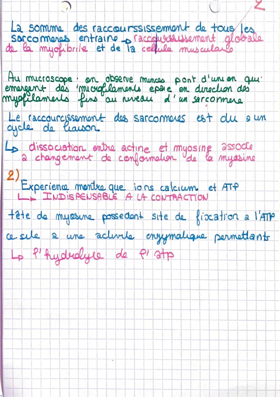 # Chapitre 1
I- L'organisation generale d'un muscle
muscle-organe constitué de cellules regroupé
en faisceausc
Sceuse la sont entouré d'1