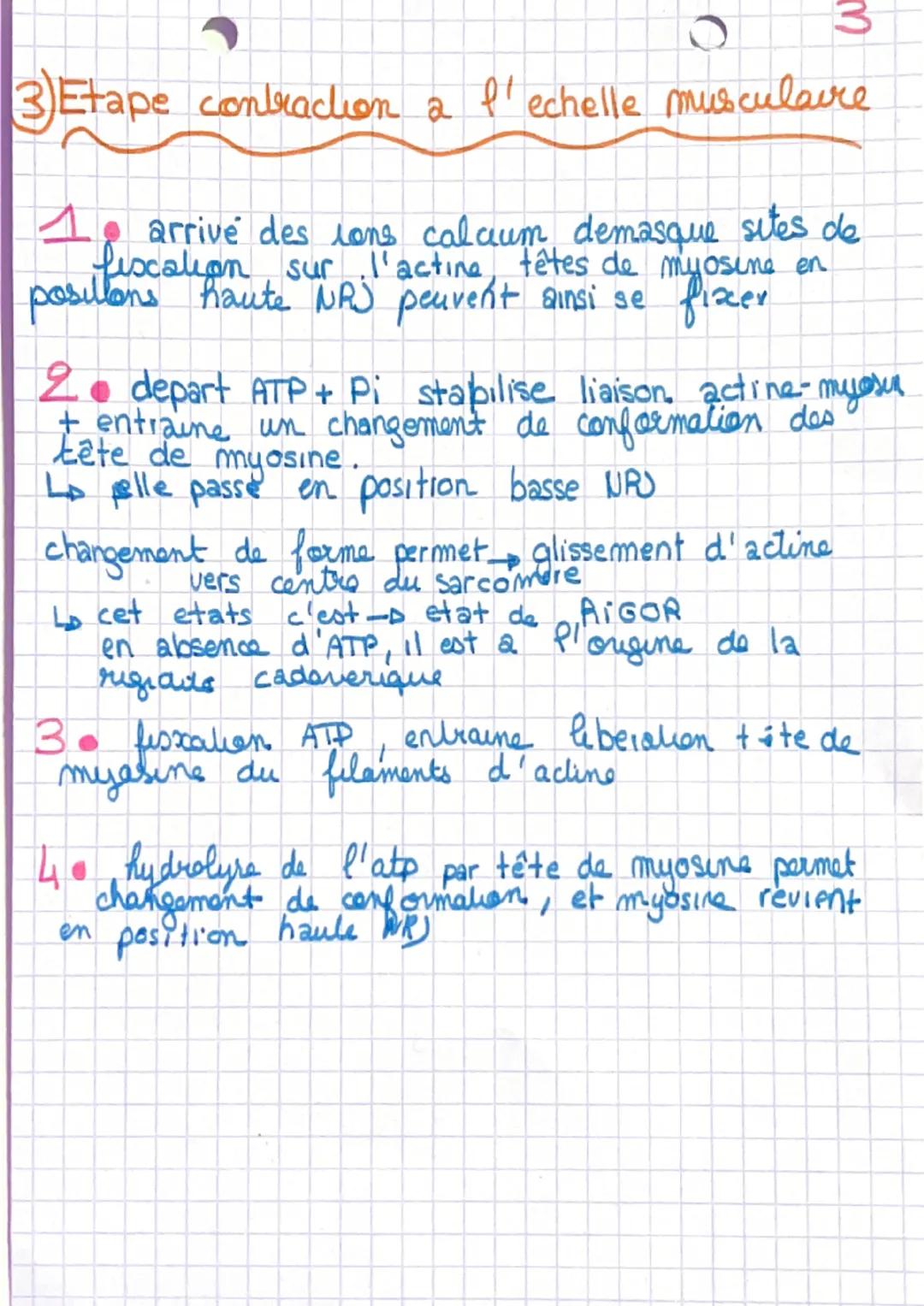 # Chapitre 1
I- L'organisation generale d'un muscle
muscle-organe constitué de cellules regroupé
en faisceausc
Sceuse la sont entouré d'1