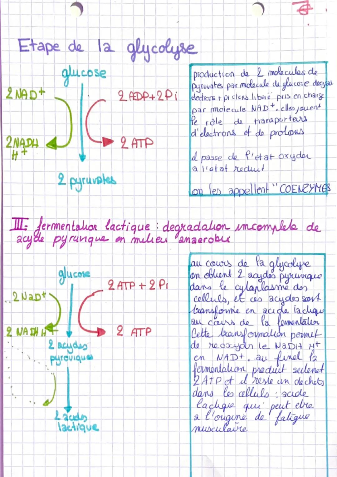 # Chapitre 1
I- L'organisation generale d'un muscle
muscle-organe constitué de cellules regroupé
en faisceausc
Sceuse la sont entouré d'1