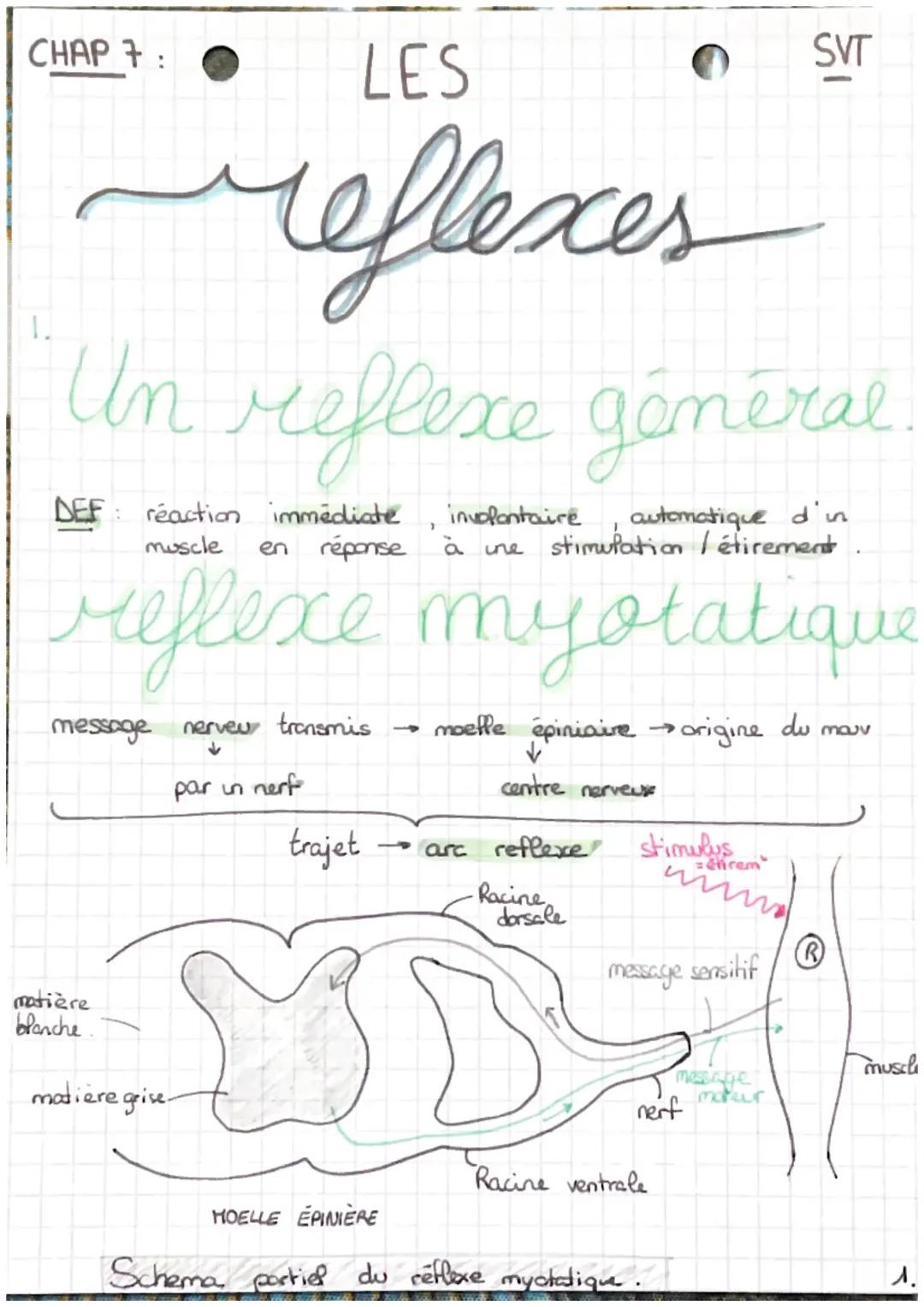 Les réflexes : le réflexe myotatique