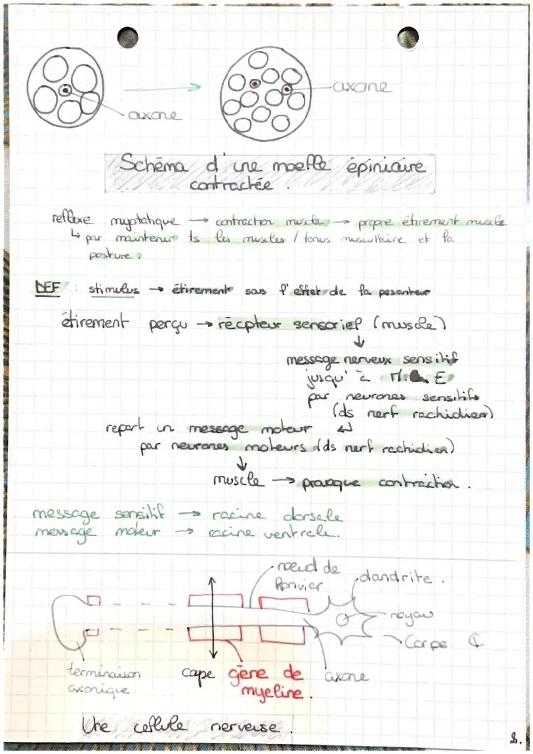 CHAP 7:
LES
reflexes
Un reflexe général.
DEF: reaction immédiate
involontaire
>
1
muscle
automatique d'in
en réponse à une stimulation / éti
