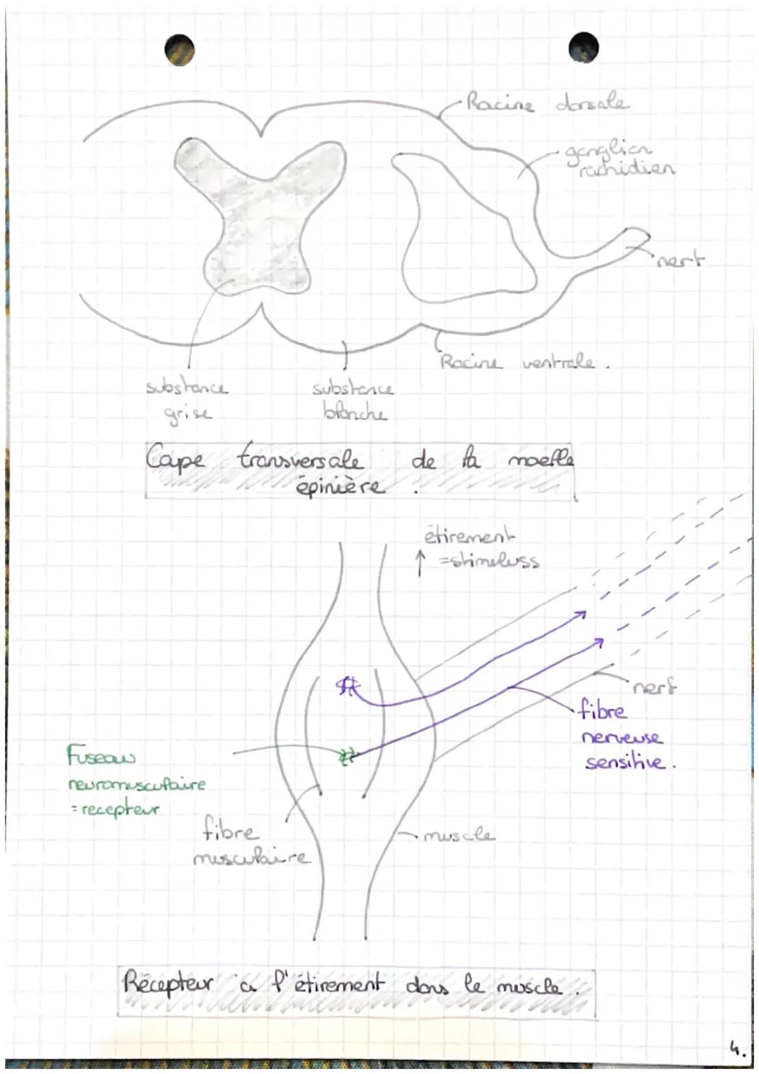 CHAP 7:
LES
reflexes
Un reflexe général.
DEF: reaction immédiate
involontaire
>
1
muscle
automatique d'in
en réponse à une stimulation / éti
