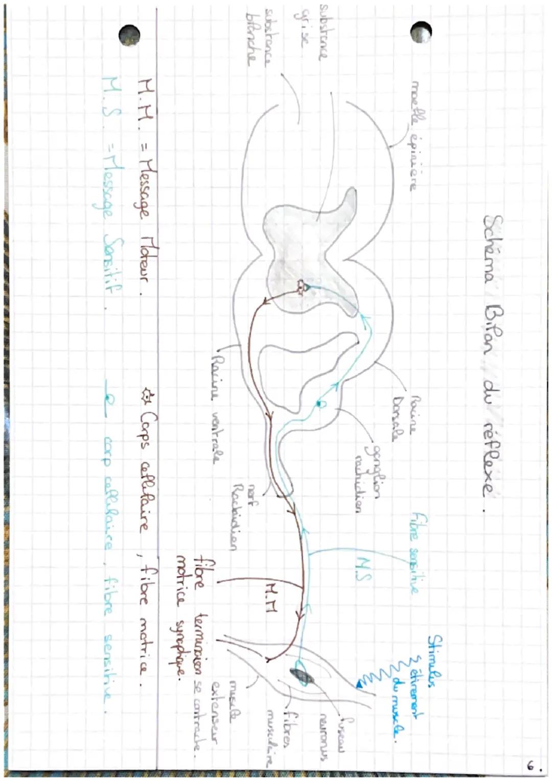 CHAP 7:
LES
reflexes
Un reflexe général.
DEF: reaction immédiate
involontaire
>
1
muscle
automatique d'in
en réponse à une stimulation / éti