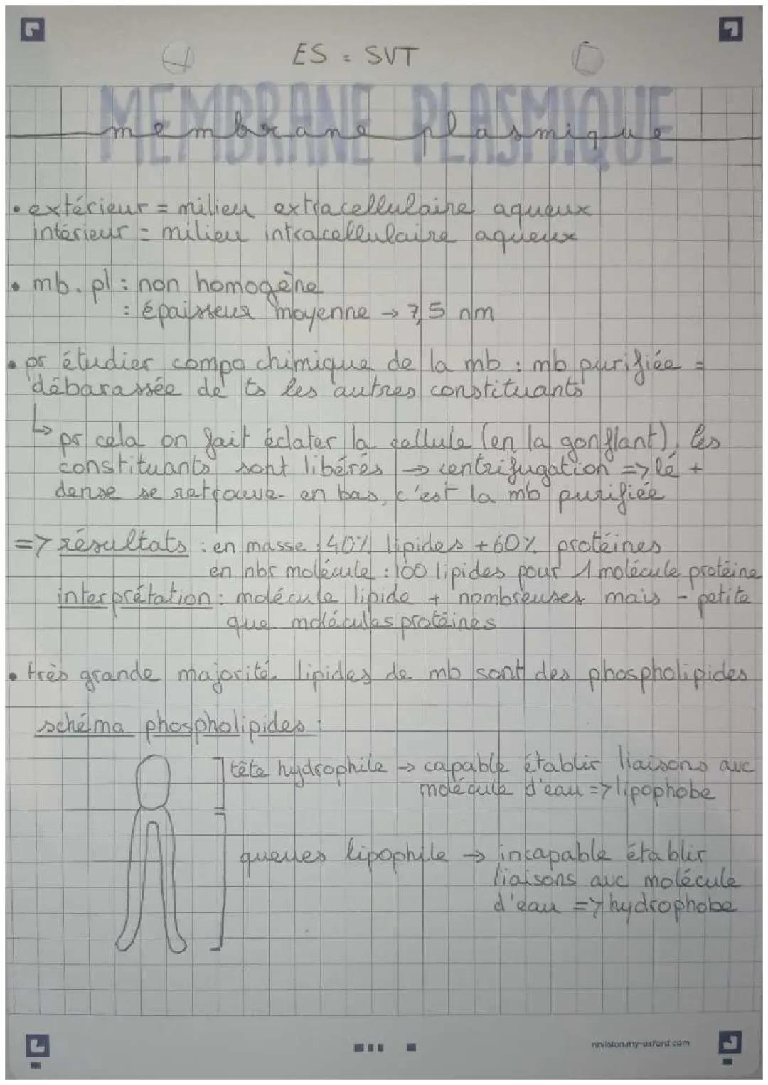 la membrane plasmique