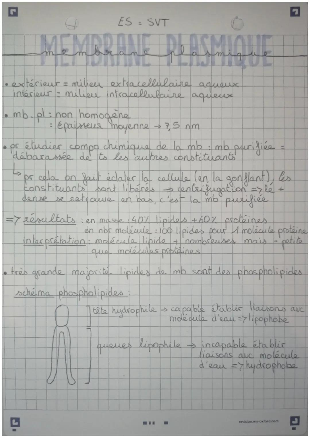 ES = SVT
MEMBRANE
IBRANE DEASMIQUE
• extérieur = milieu extracellulaire
aqueux
intérieur = milieu intracellulaire aqueux
• mb.pl: non homogè