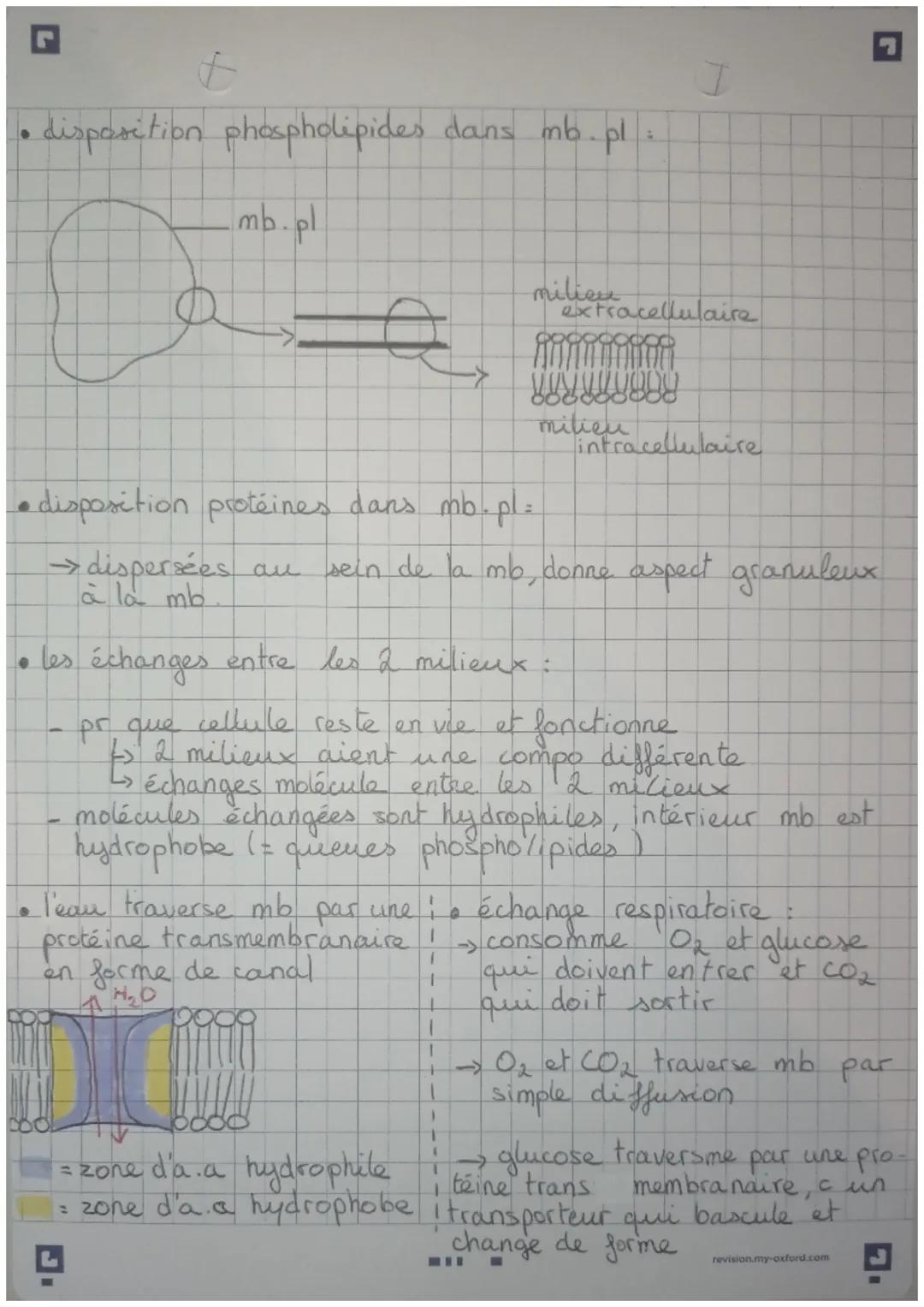 ES = SVT
MEMBRANE
IBRANE DEASMIQUE
• extérieur = milieu extracellulaire
aqueux
intérieur = milieu intracellulaire aqueux
• mb.pl: non homogè