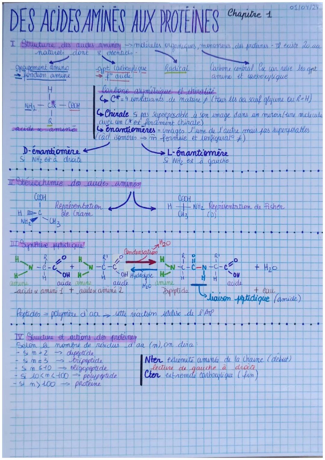 Des acides aminés aux protéines