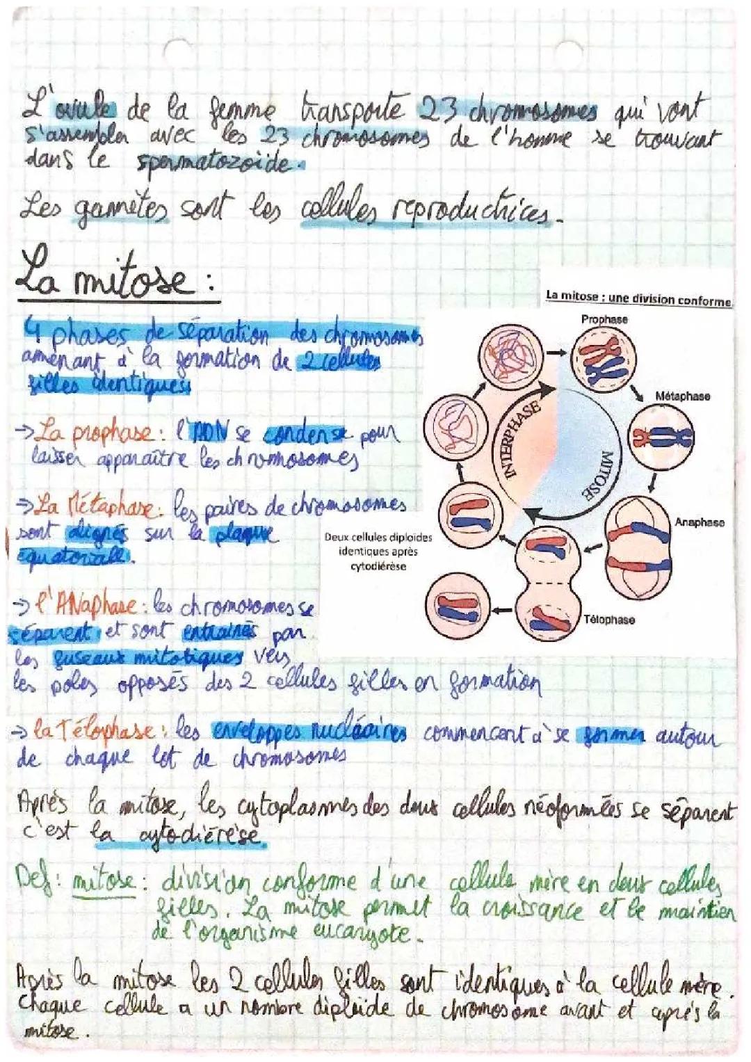 1ere spe svt: la génétique: mitose, méiose