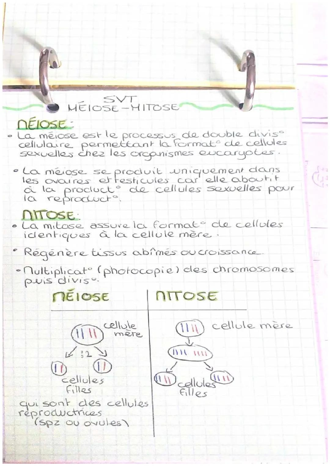svt meiose-mitose