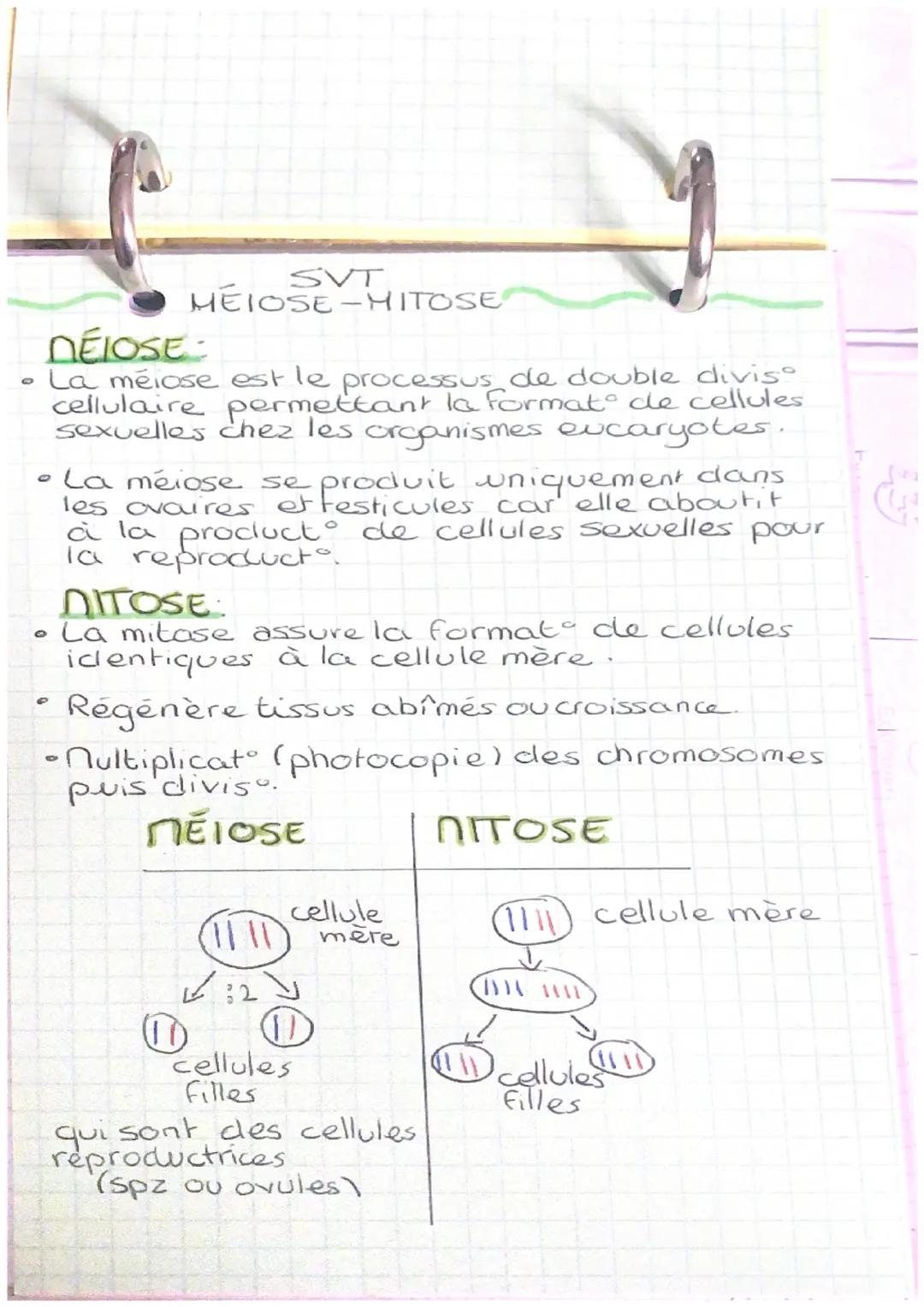 SVT
MEIOSE-HITOSE
DÉLOSE-
• La meiose est le processus de double diviso
cellulaire permettant la format de cellules
sexuelles chez les organ