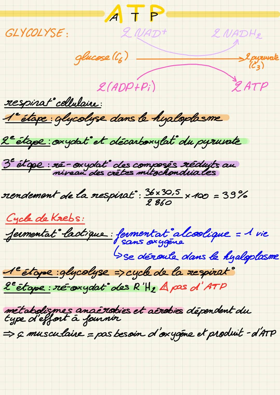 GLYCOLYSE
АТР
2 NAD+
glucose ((6)
2 NADH₂
→
pyruvate
(23)
2ATP
2(ADP+Pi)
respirat cellulaire:
1ª étape : glycolyse dans le hyaloplasme
2ª ét