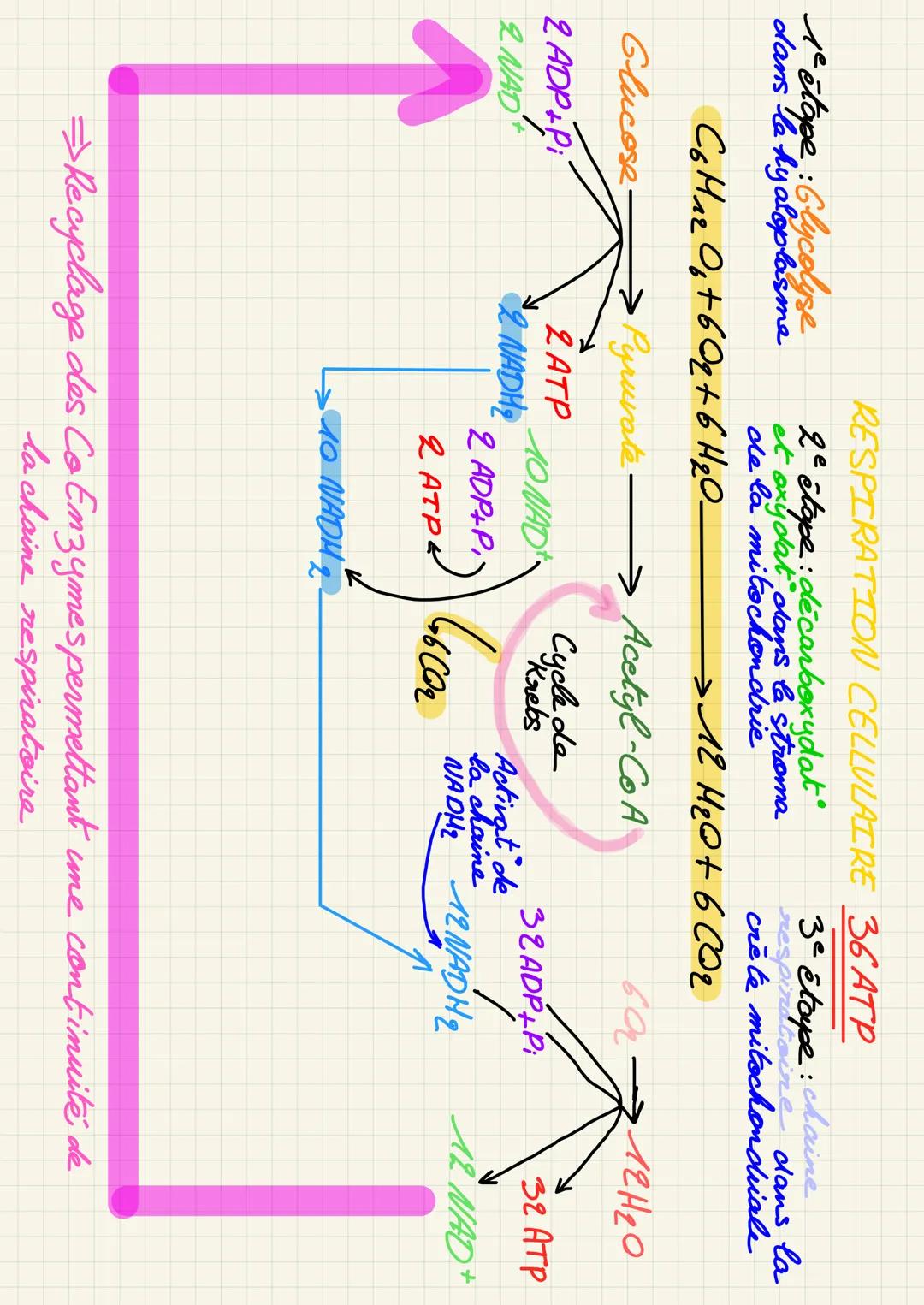 GLYCOLYSE
АТР
2 NAD+
glucose ((6)
2 NADH₂
→
pyruvate
(23)
2ATP
2(ADP+Pi)
respirat cellulaire:
1ª étape : glycolyse dans le hyaloplasme
2ª ét