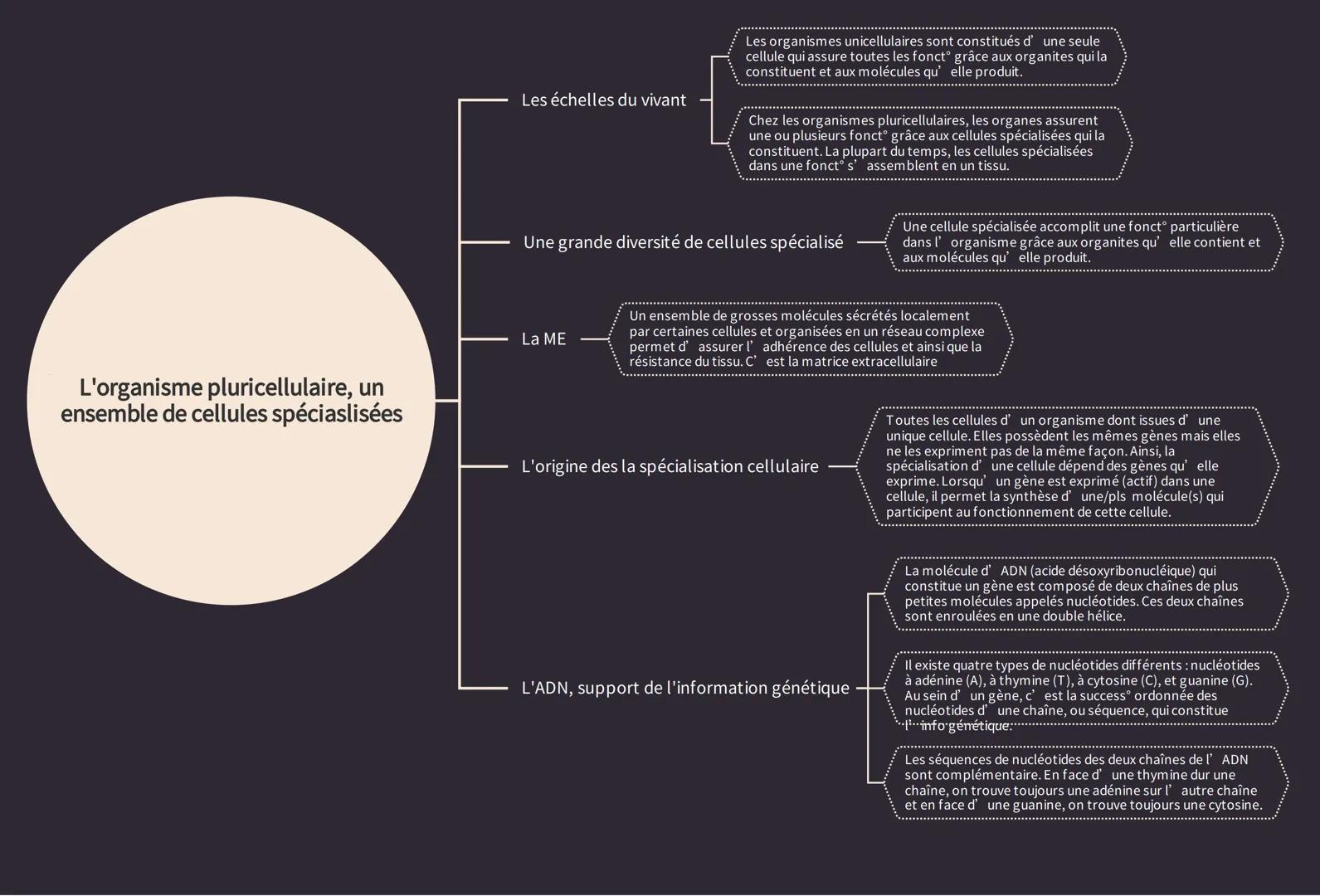 L'organisme pluricellulaire, un
ensemble de cellules spécialisées
Les échelles du vivant
Les organismes unicellulaires sont constitués d' un
