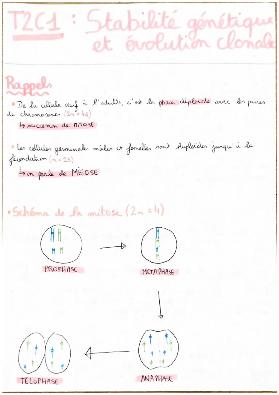 T2C1: Stabilité génétique
et évolution clonale
Rappels
• De la cellule auf à l'adulte, c'est la phase déploide
de chromosomes (2m = 46)
↳ su