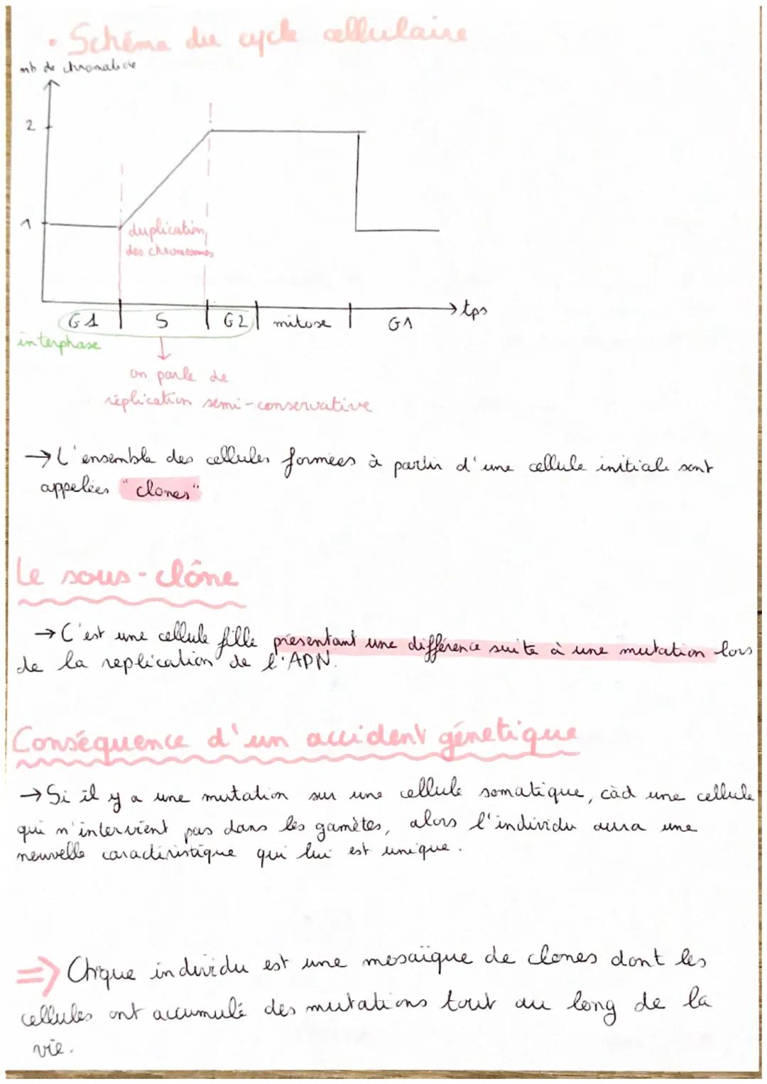 T2C1: Stabilité génétique
et évolution clonale
Rappels
• De la cellule auf à l'adulte, c'est la phase déploide
de chromosomes (2m = 46)
↳ su