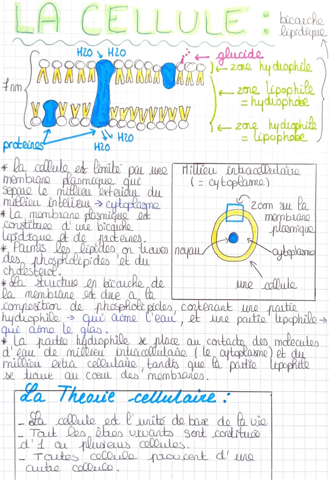 LA CELLULE bicarche
glucide
1-zone hydrophile
fnm
H20 H2O
A W N N N
proteines 2
AW
WANAN
www w w w w w w w w w w w
H20
H20
* la cellule ed l