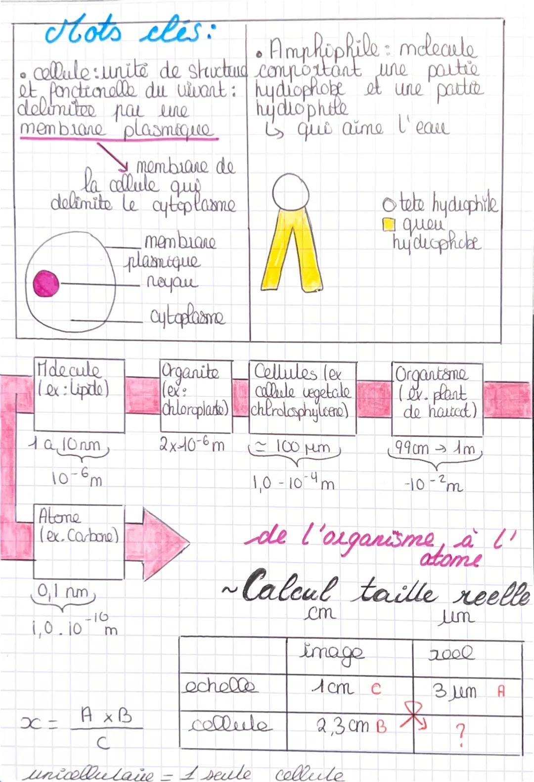 LA CELLULE bicarche
glucide
1-zone hydrophile
fnm
H20 H2O
A W N N N
proteines 2
AW
WANAN
www w w w w w w w w w w w
H20
H20
* la cellule ed l
