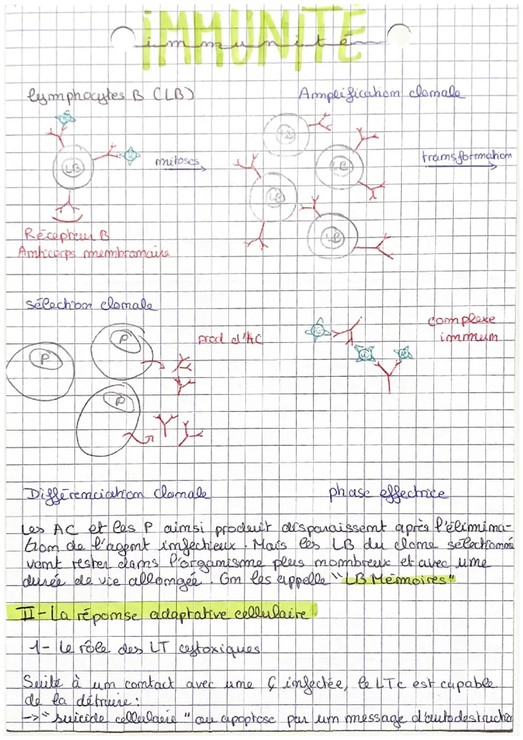 CHAP 2: L'immumite adaptative
l'emmermité adaptative
- 2 types de réponses.
* repomse humorale
fait embervenir des molècules Canticorps).