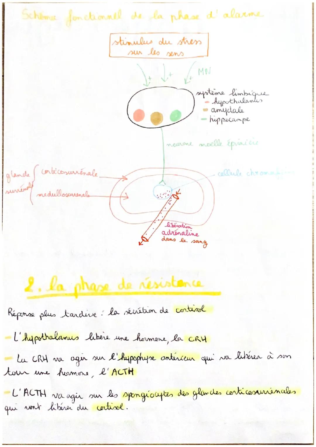 T5C5
TSCS le stress aigu
physiologiques
ㅈ
"fréquence cardiaque et respiratoire
dilatation des pupilles
les modif
A
transination
chair de pou