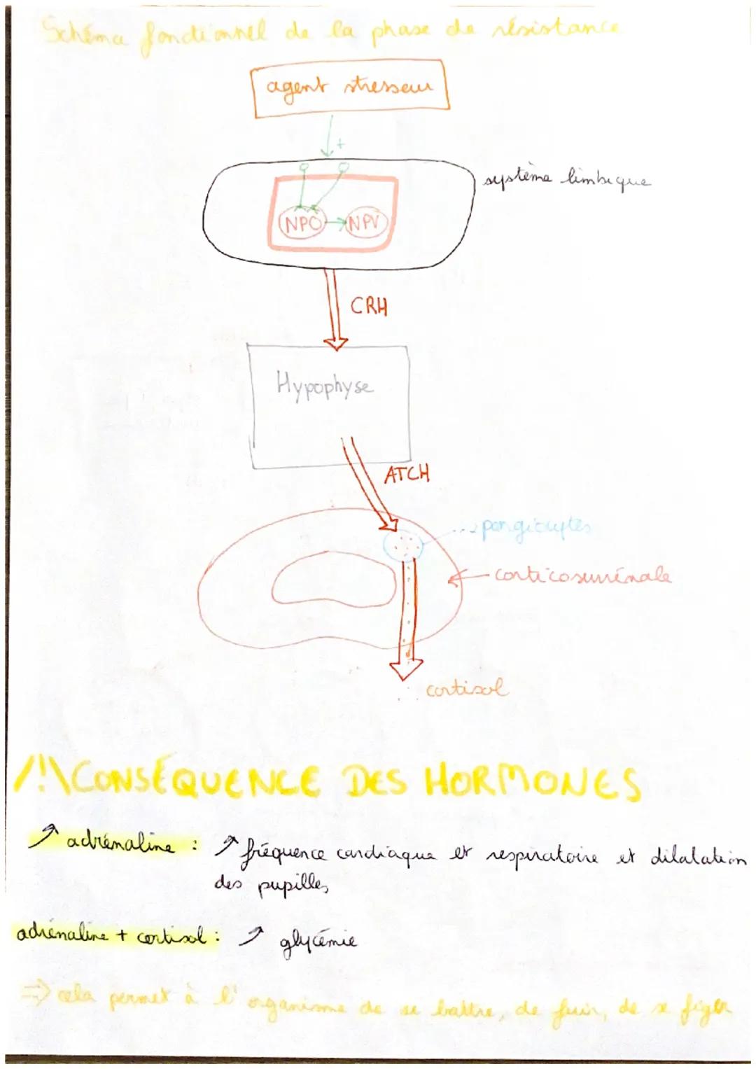 T5C5
TSCS le stress aigu
physiologiques
ㅈ
"fréquence cardiaque et respiratoire
dilatation des pupilles
les modif
A
transination
chair de pou