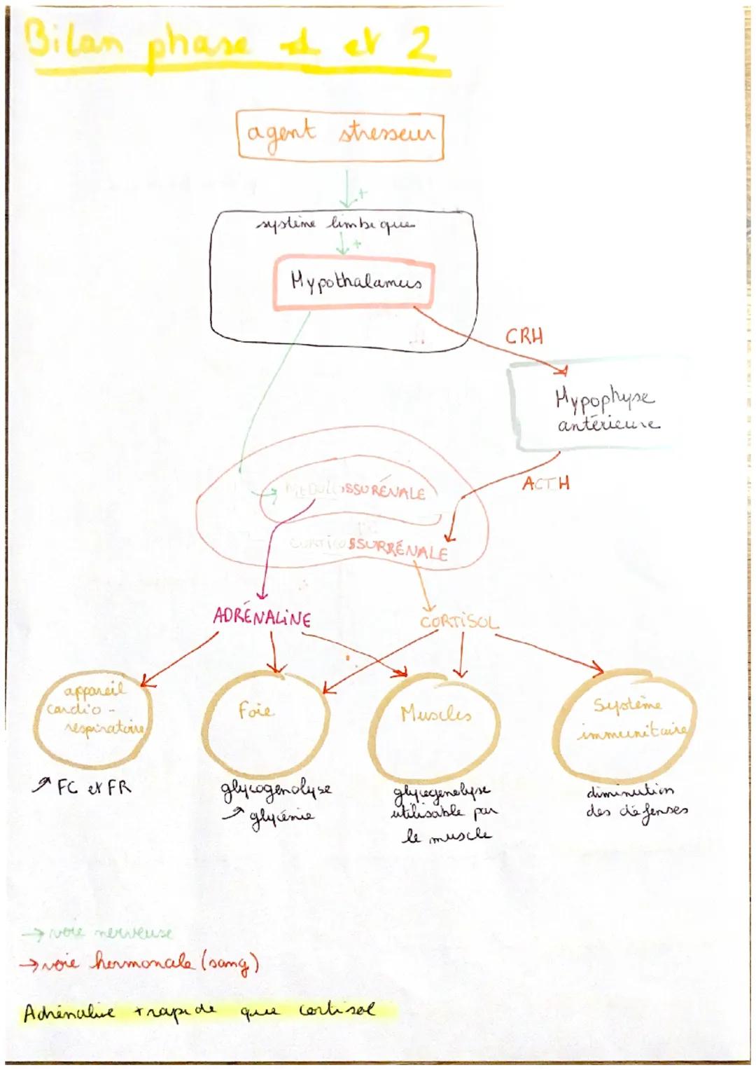 T5C5
TSCS le stress aigu
physiologiques
ㅈ
"fréquence cardiaque et respiratoire
dilatation des pupilles
les modif
A
transination
chair de pou