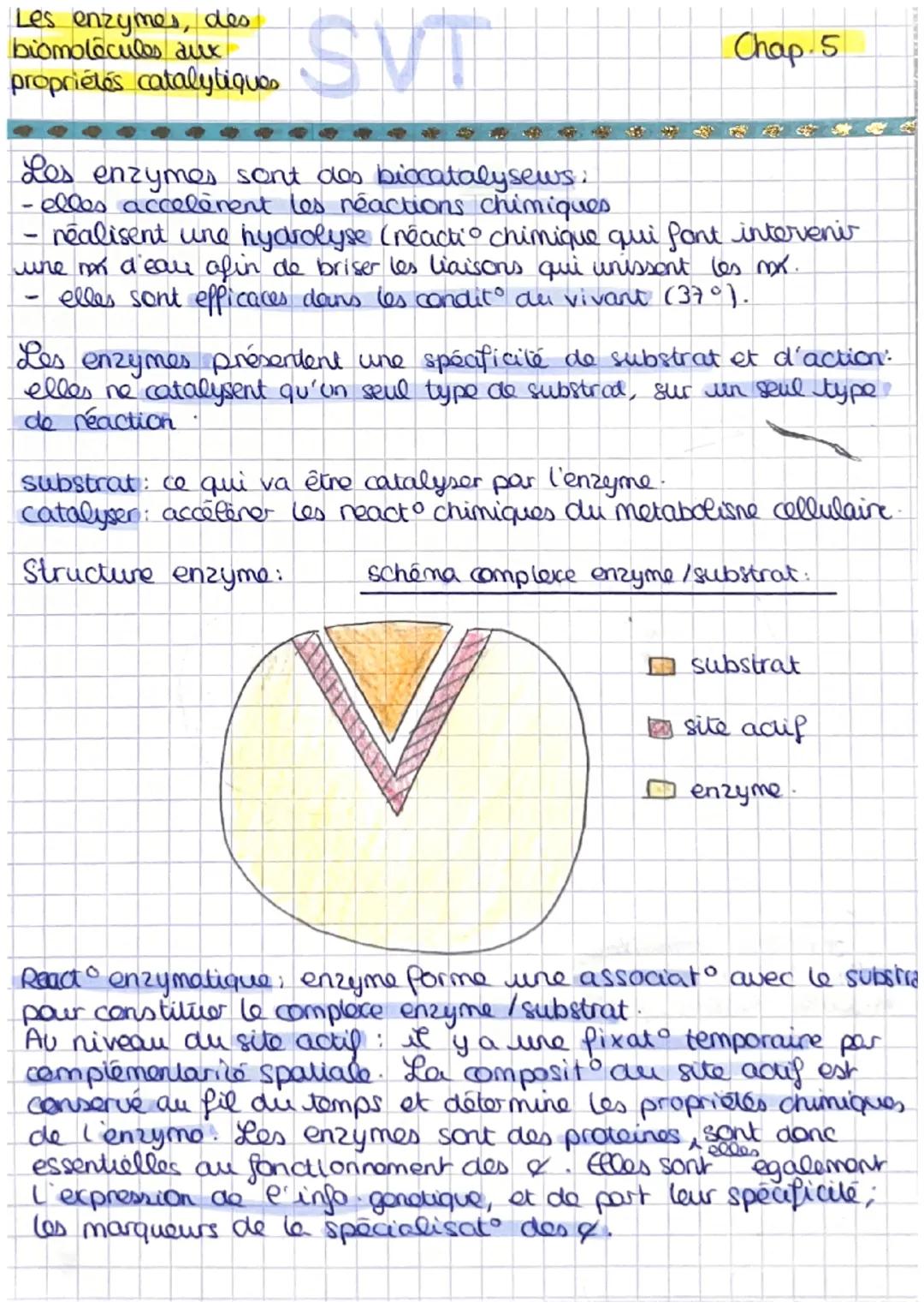 Les enzymes, des
biomolecules aux
propriétés catalytiques
SVT
Les enzymes sont des biocatalysews;
-elles accelèvent les réactions chimiques