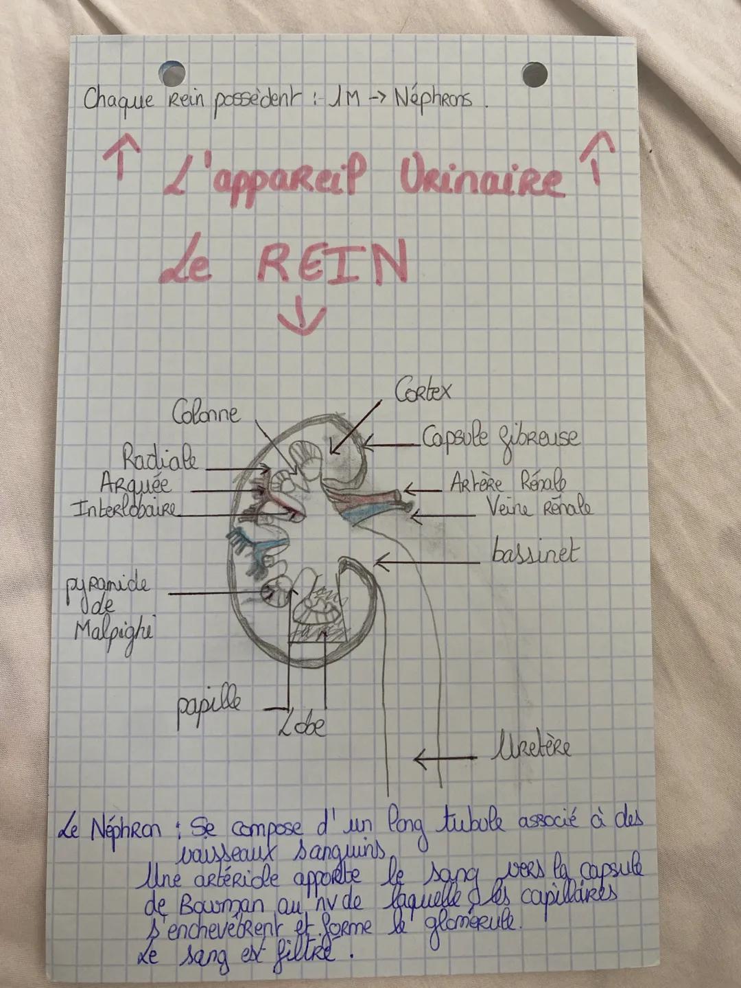 Comprendre les Fonctions et le Rôle du Rein dans le Corps Humain