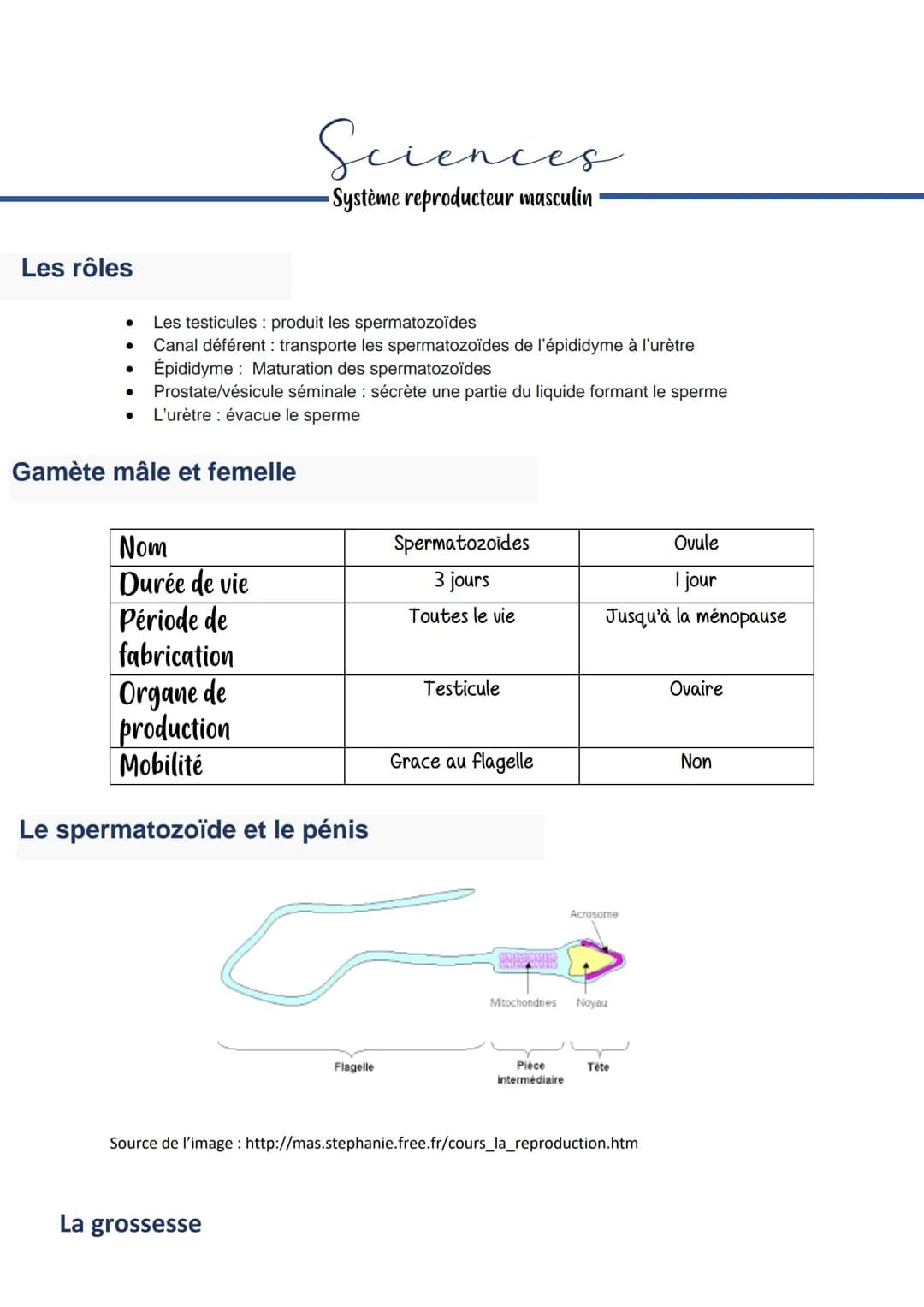 Sciences
Système reproducteur masculin
Les rôles
- Les testicules : produit les spermatozoïdes
- Canal déférent : transporte les spermatoz