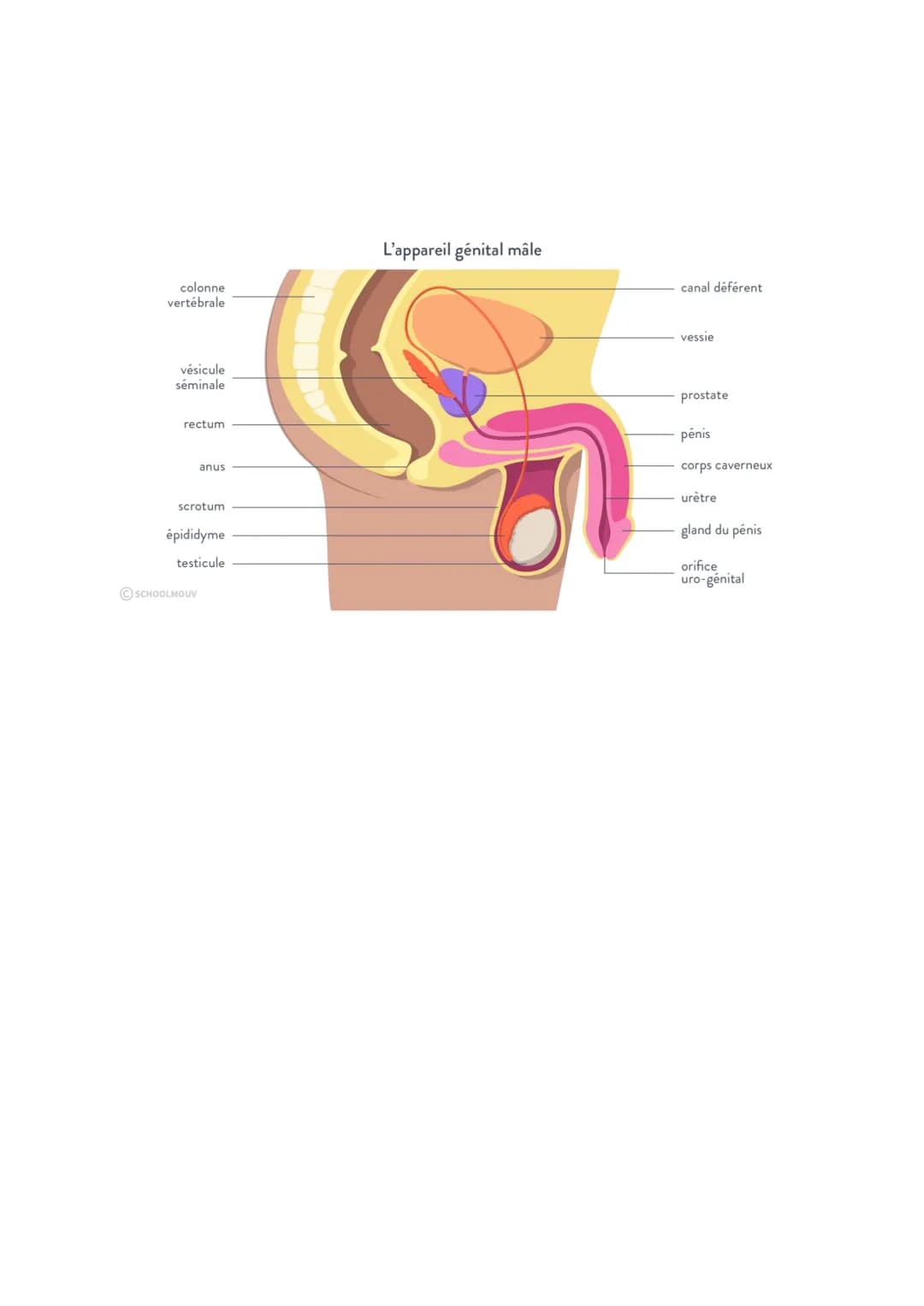 Sciences
Système reproducteur masculin
Les rôles
- Les testicules : produit les spermatozoïdes
- Canal déférent : transporte les spermatoz