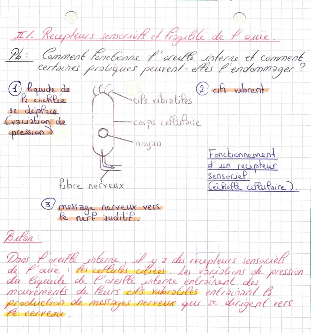 Chap 1 Entendre ß musique •
Burquoi B musique peut être dangereuse
B.
pour
Il La Eransmission des ondes sonores dans l'oreille.
Ph: Comment