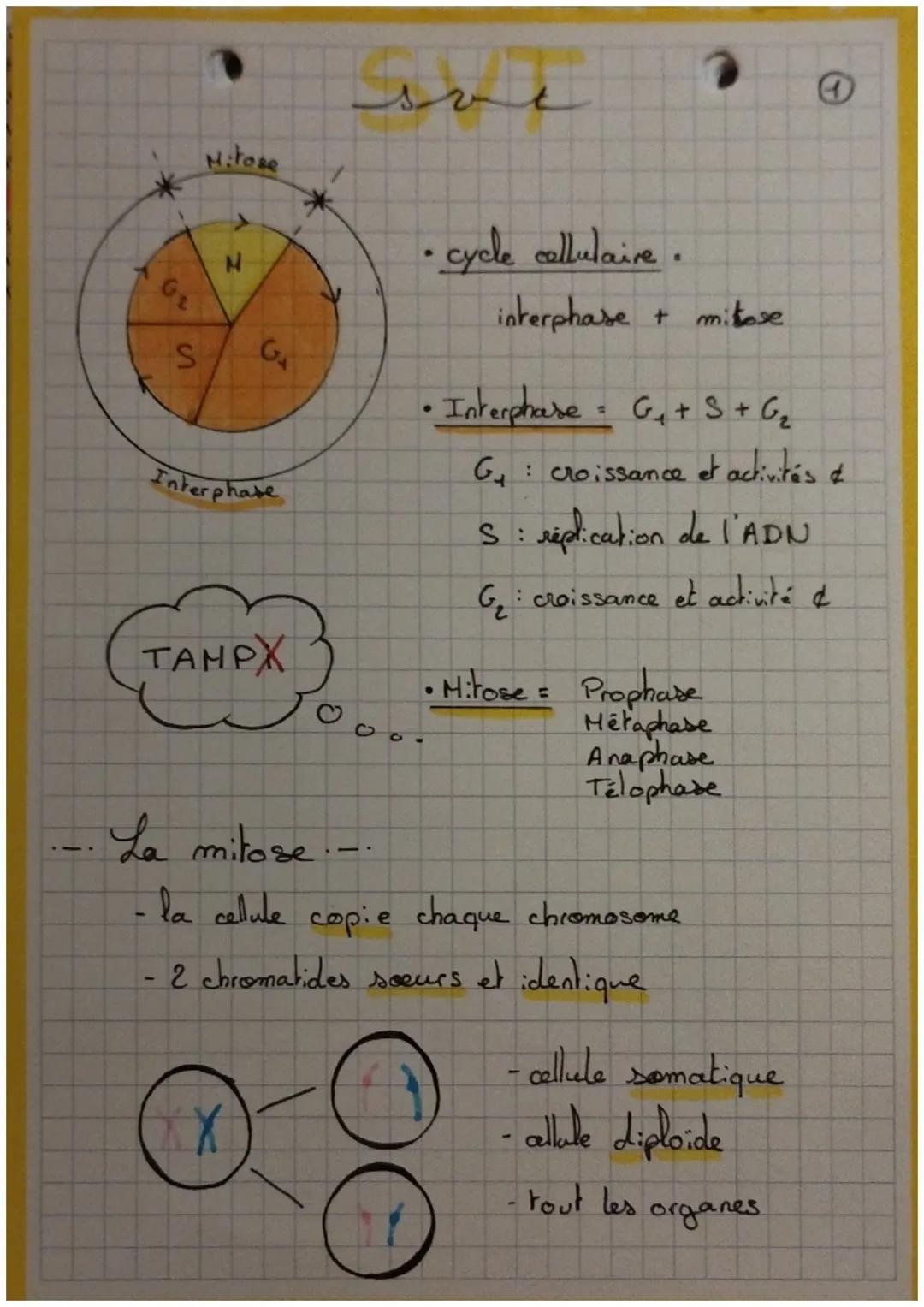 G₂
S
Mitose
H
G₁
Interphase
TAMPX
X
Ə
C
• cycle cellulaire.
interphase + mitose
D
• Interphase G₁ + S + G₂
G₁: croissance et activités
S: re
