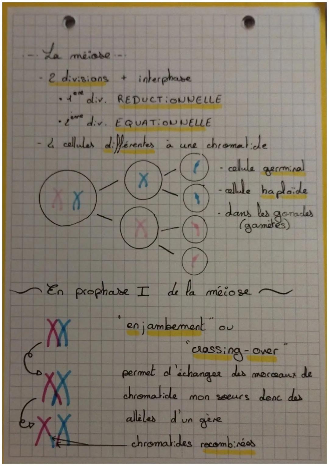 G₂
S
Mitose
H
G₁
Interphase
TAMPX
X
Ə
C
• cycle cellulaire.
interphase + mitose
D
• Interphase G₁ + S + G₂
G₁: croissance et activités
S: re