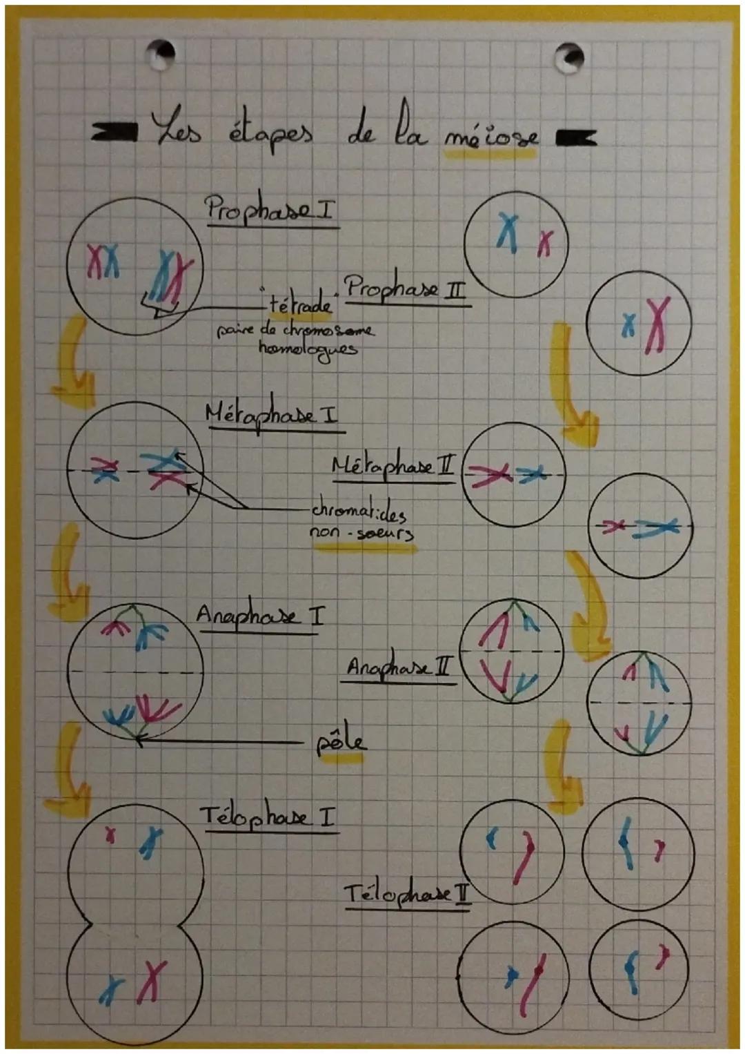 G₂
S
Mitose
H
G₁
Interphase
TAMPX
X
Ə
C
• cycle cellulaire.
interphase + mitose
D
• Interphase G₁ + S + G₂
G₁: croissance et activités
S: re