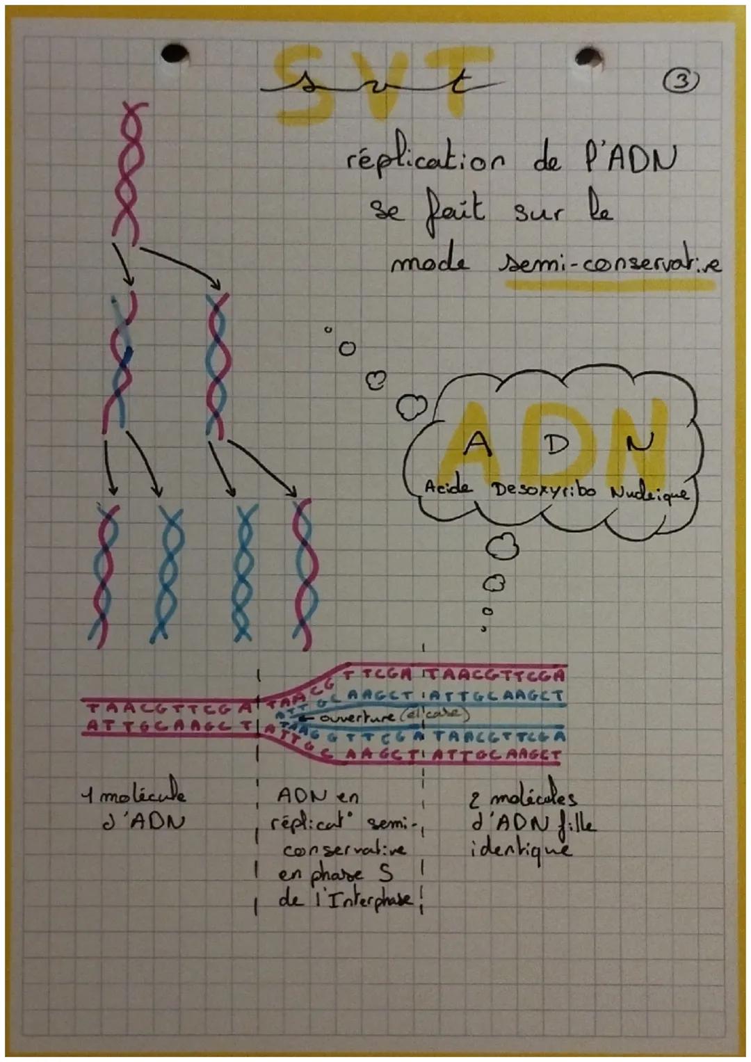 G₂
S
Mitose
H
G₁
Interphase
TAMPX
X
Ə
C
• cycle cellulaire.
interphase + mitose
D
• Interphase G₁ + S + G₂
G₁: croissance et activités
S: re