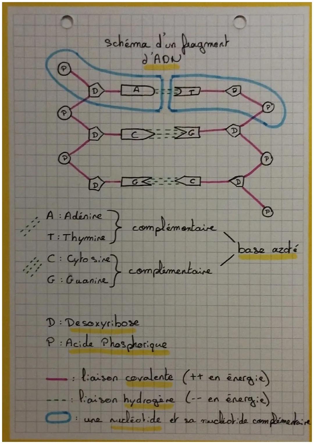 G₂
S
Mitose
H
G₁
Interphase
TAMPX
X
Ə
C
• cycle cellulaire.
interphase + mitose
D
• Interphase G₁ + S + G₂
G₁: croissance et activités
S: re