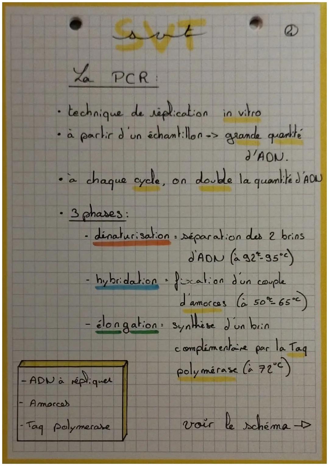 G₂
S
Mitose
H
G₁
Interphase
TAMPX
X
Ə
C
• cycle cellulaire.
interphase + mitose
D
• Interphase G₁ + S + G₂
G₁: croissance et activités
S: re