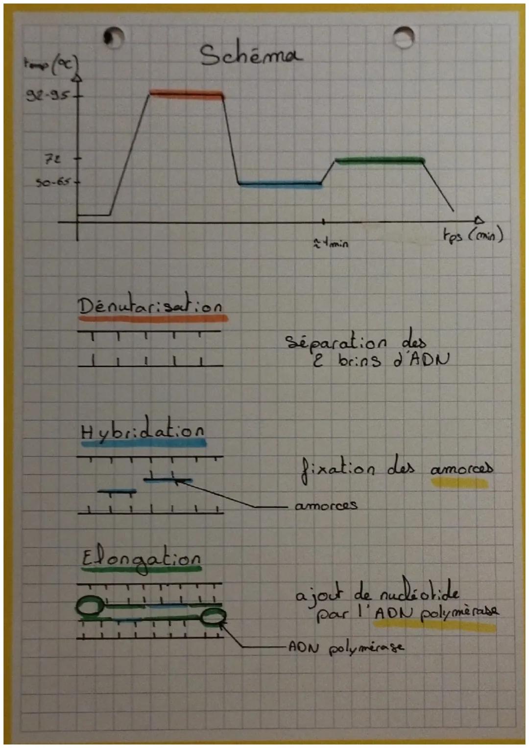 G₂
S
Mitose
H
G₁
Interphase
TAMPX
X
Ə
C
• cycle cellulaire.
interphase + mitose
D
• Interphase G₁ + S + G₂
G₁: croissance et activités
S: re