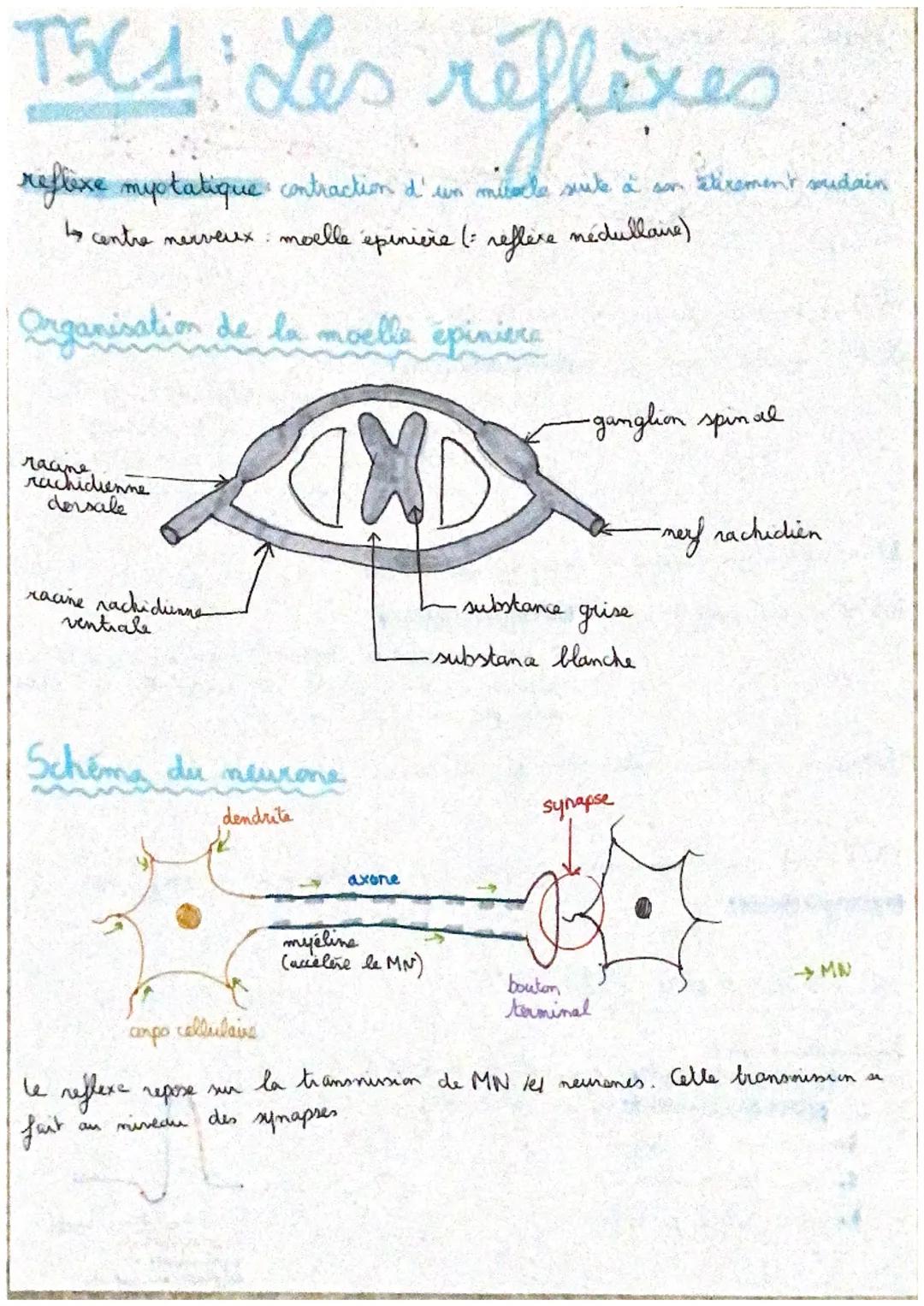 # TSC1: Les réflexes
reflexe muptatique contraction d' un miracle suite à son étixement soudain
1 centre nerveux : moelle épinière (= refl