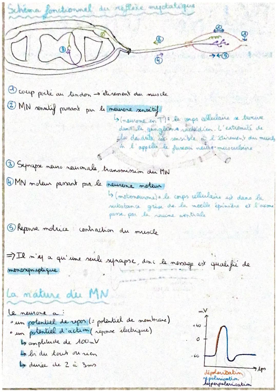 # TSC1: Les réflexes
reflexe muptatique contraction d' un miracle suite à son étixement soudain
1 centre nerveux : moelle épinière (= refl
