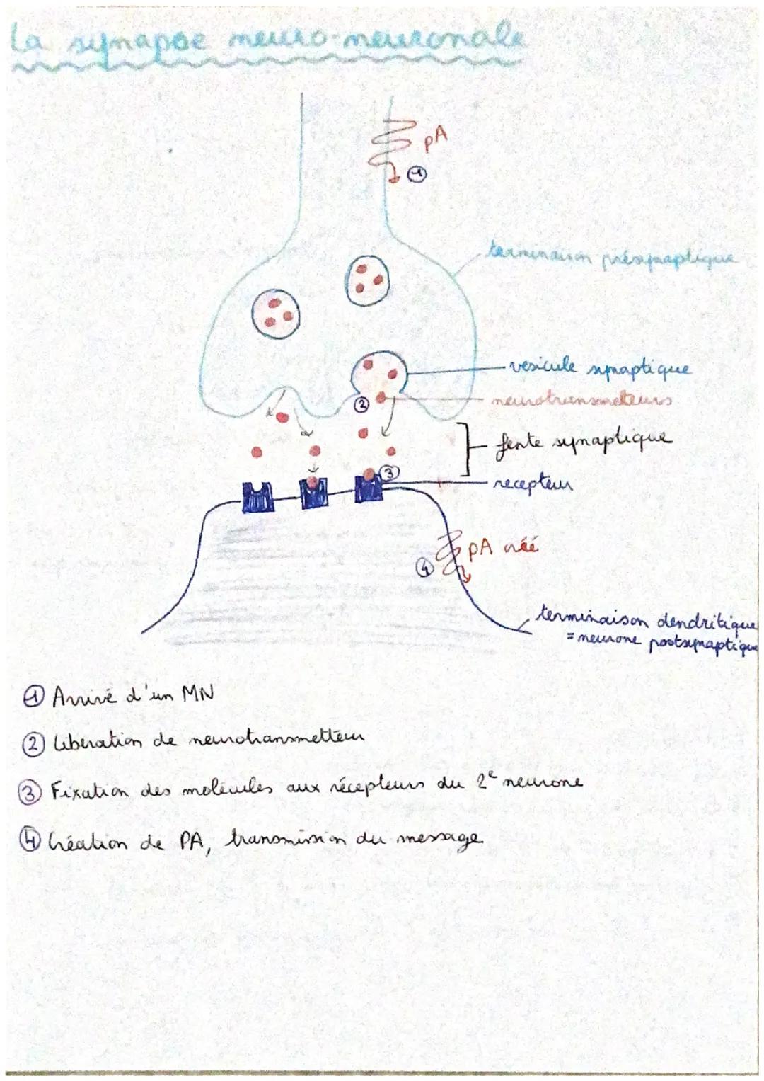 # TSC1: Les réflexes
reflexe muptatique contraction d' un miracle suite à son étixement soudain
1 centre nerveux : moelle épinière (= refl